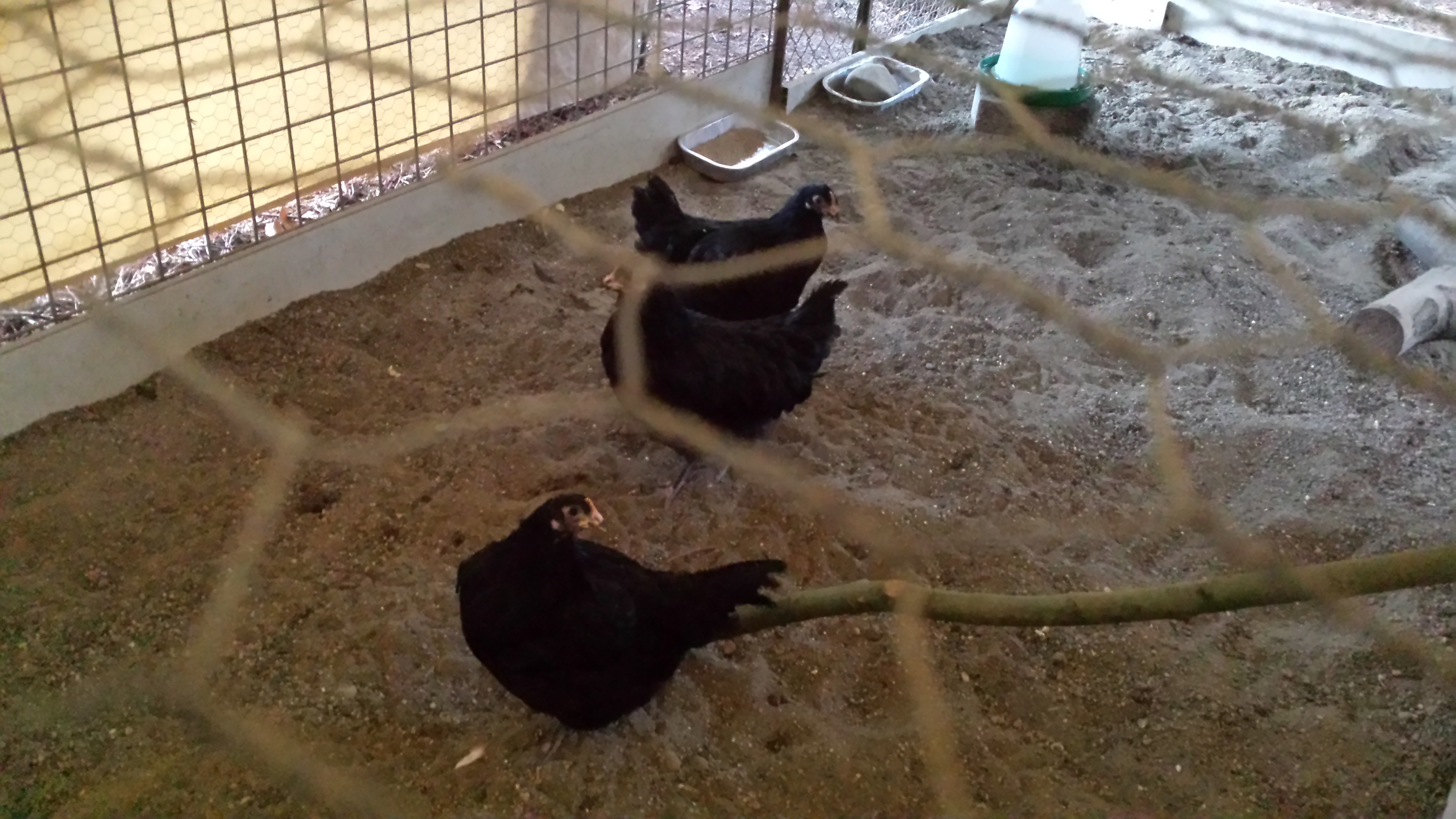 First day out in the run.