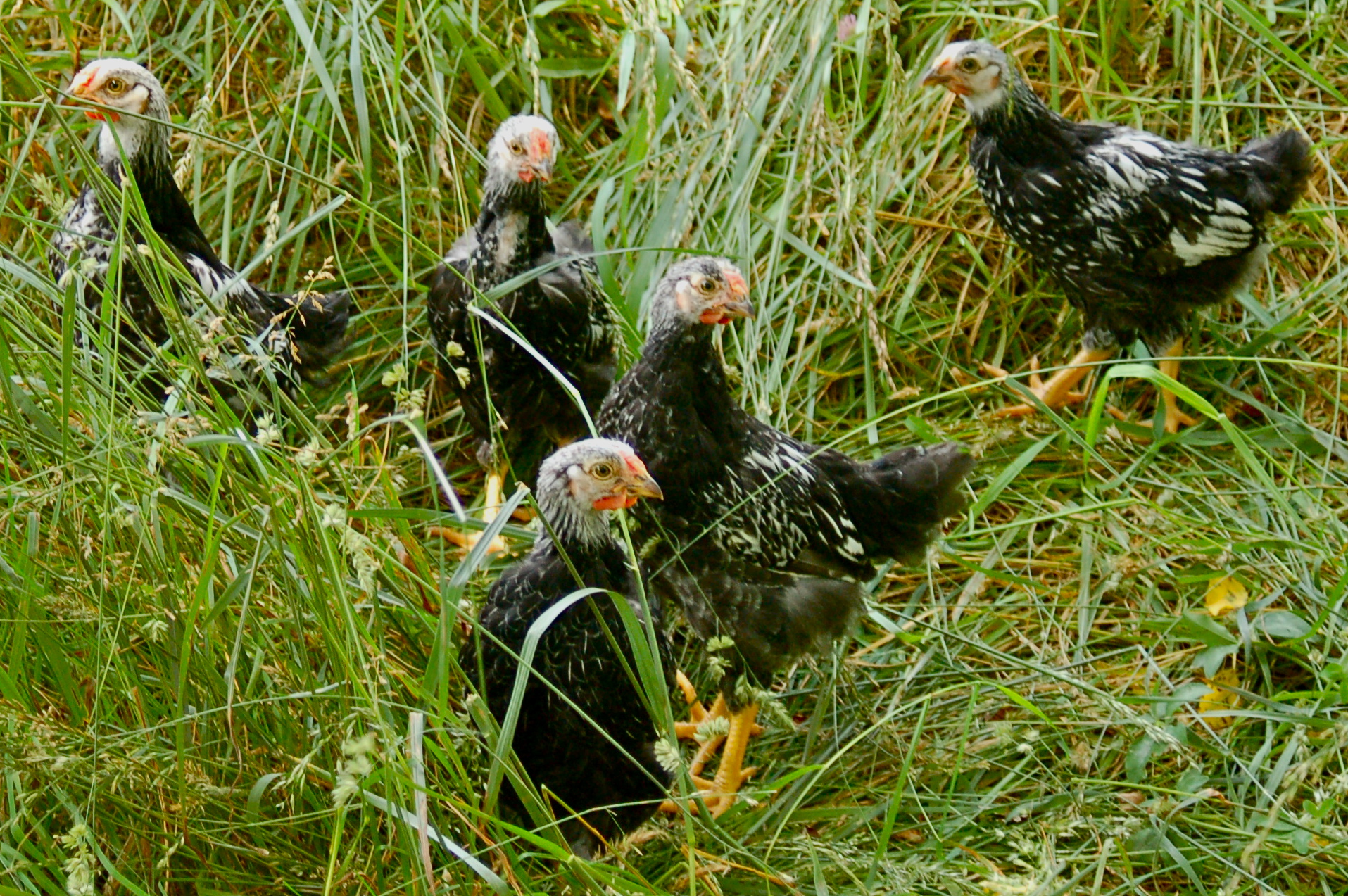 First day out of the coop for the Wyandottes!