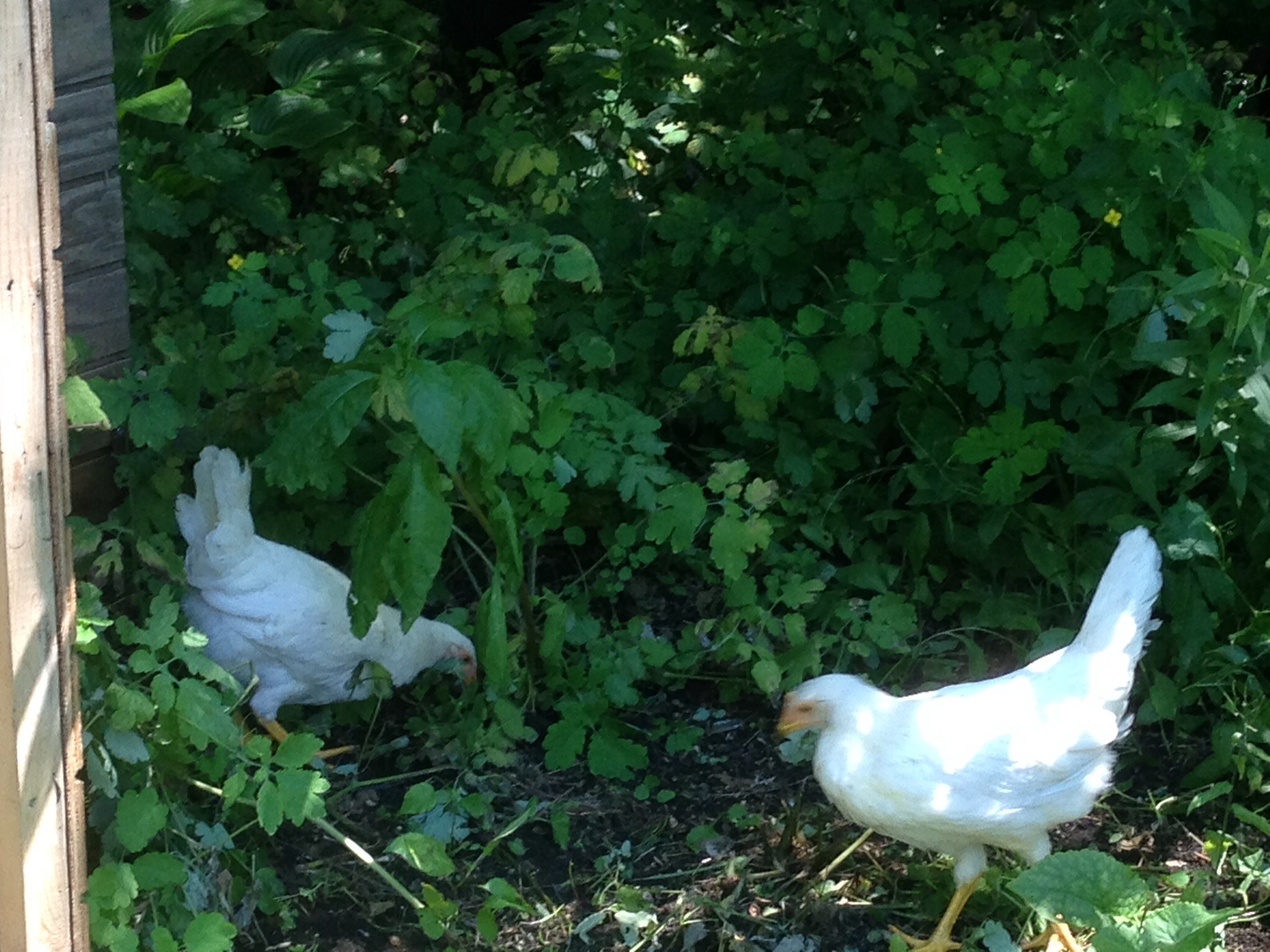 First day out of the coop.