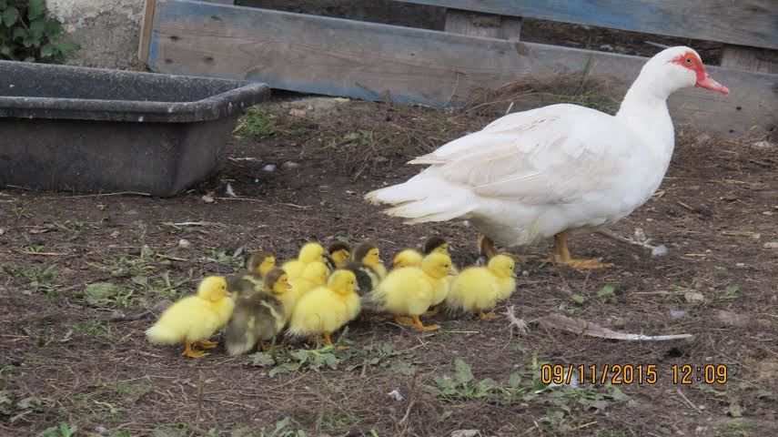 First day out, the youngest were only born a few hours before!