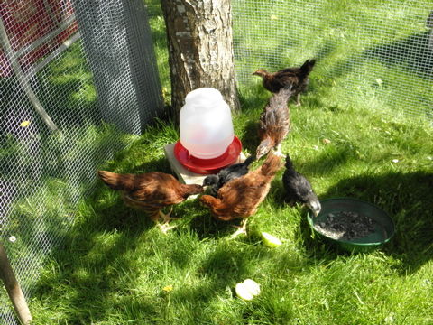 First day outside for the "chicks" - allowed us to clean out their box! First nice warm day. They were pretty excited...
