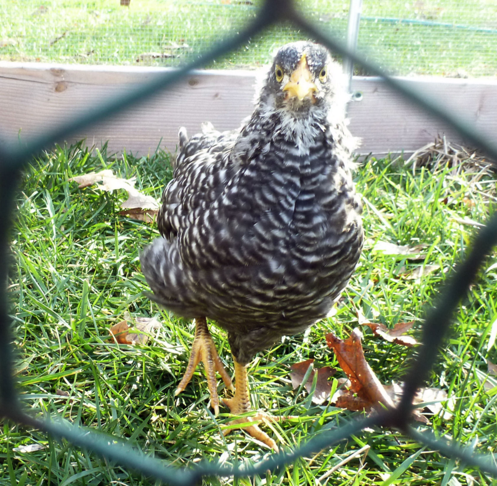 First day outside.