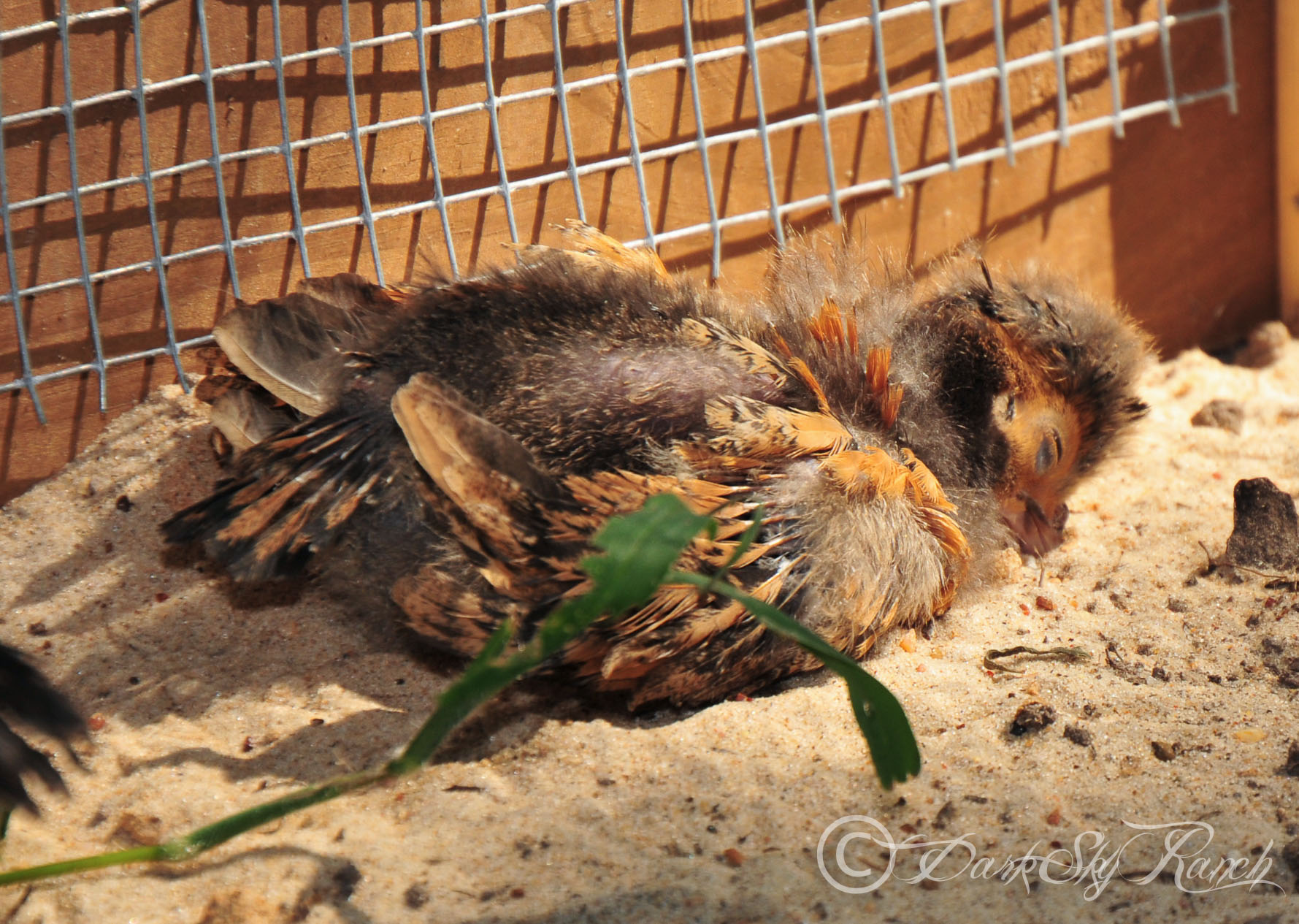First day spent outside in the coop.  So pooped the lil polish just fell face first into the sand.  We brought them back inside for the night.  3.5 weeks old here!
