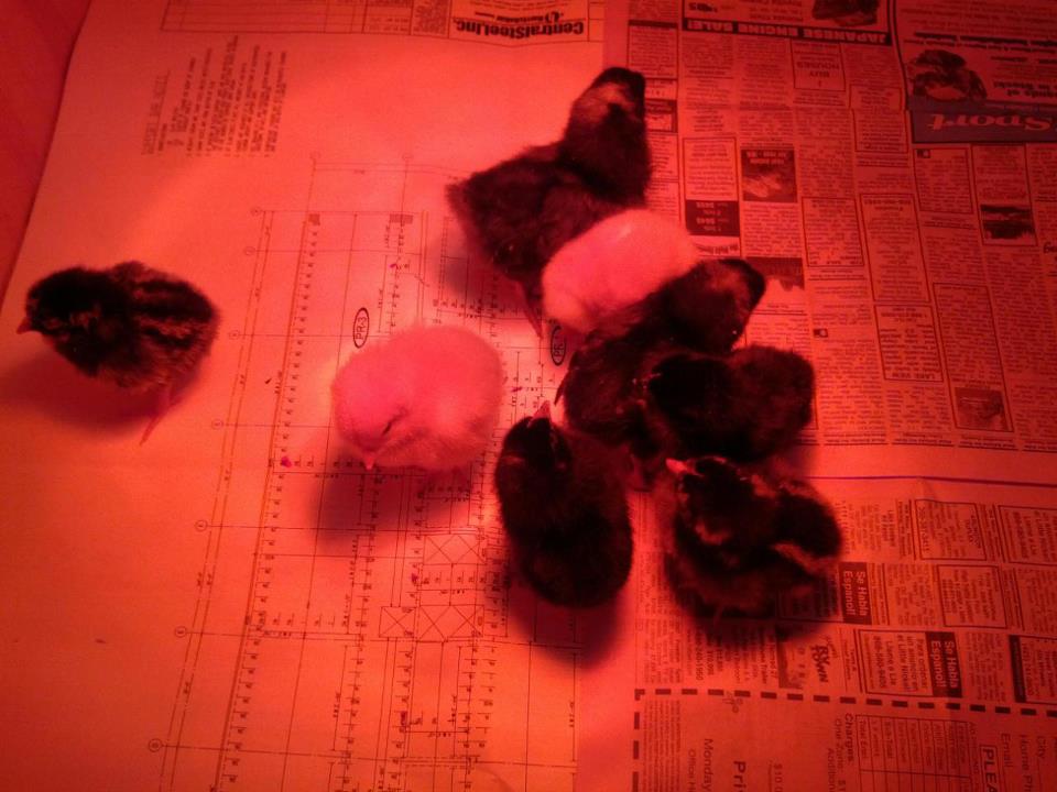 first day we brought them home