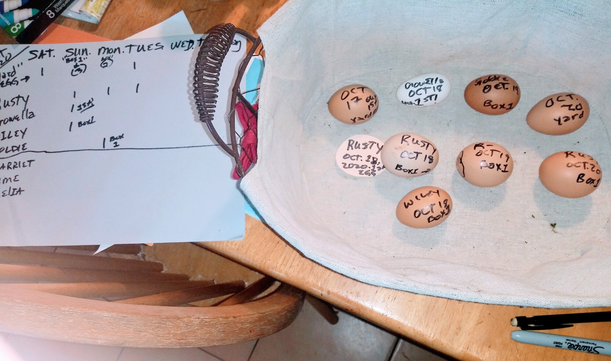 First days egg Tally and scorecard