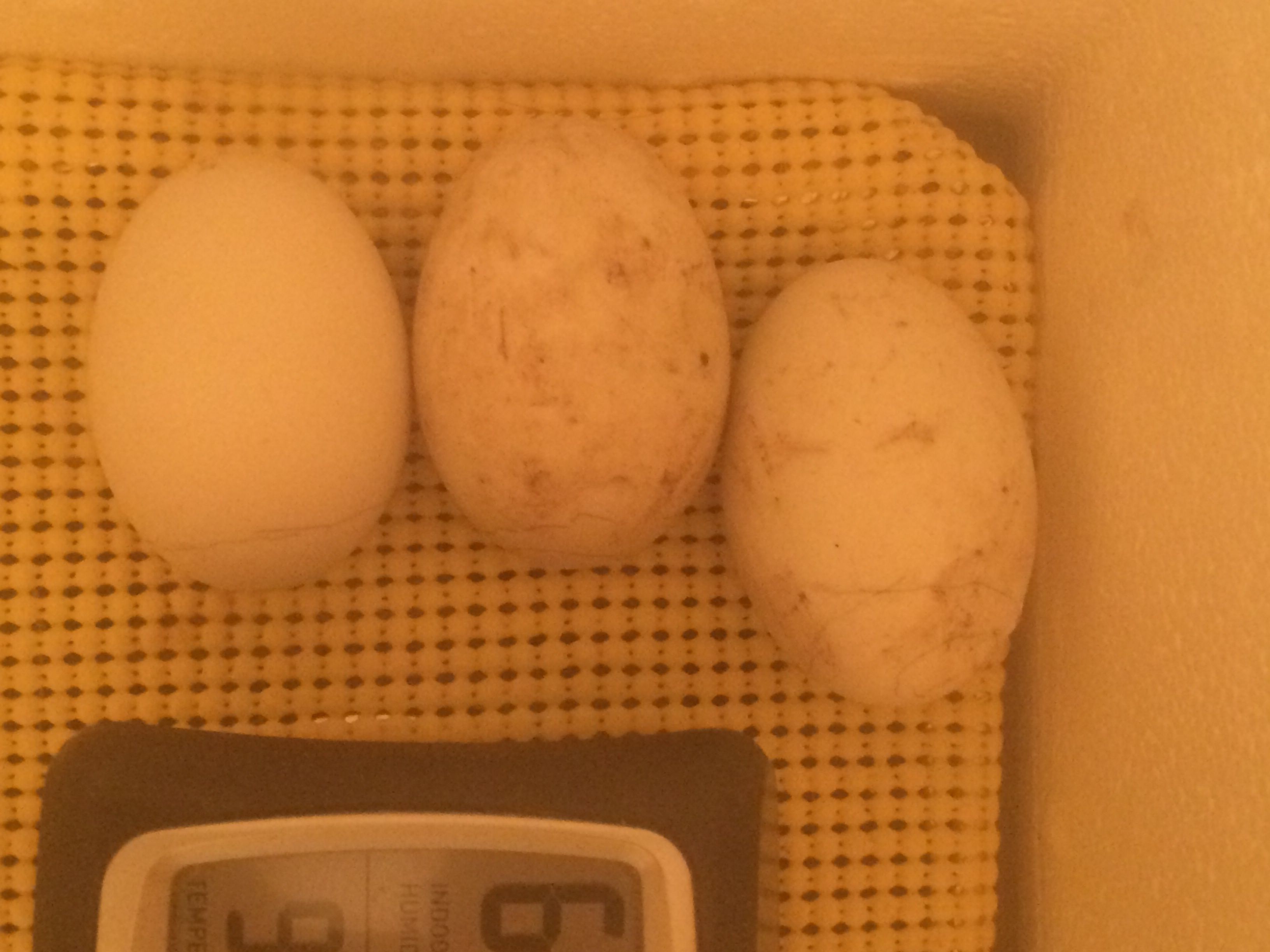 First duck egg incubation and hatch attempt day 28. Supposed to be hatch day!