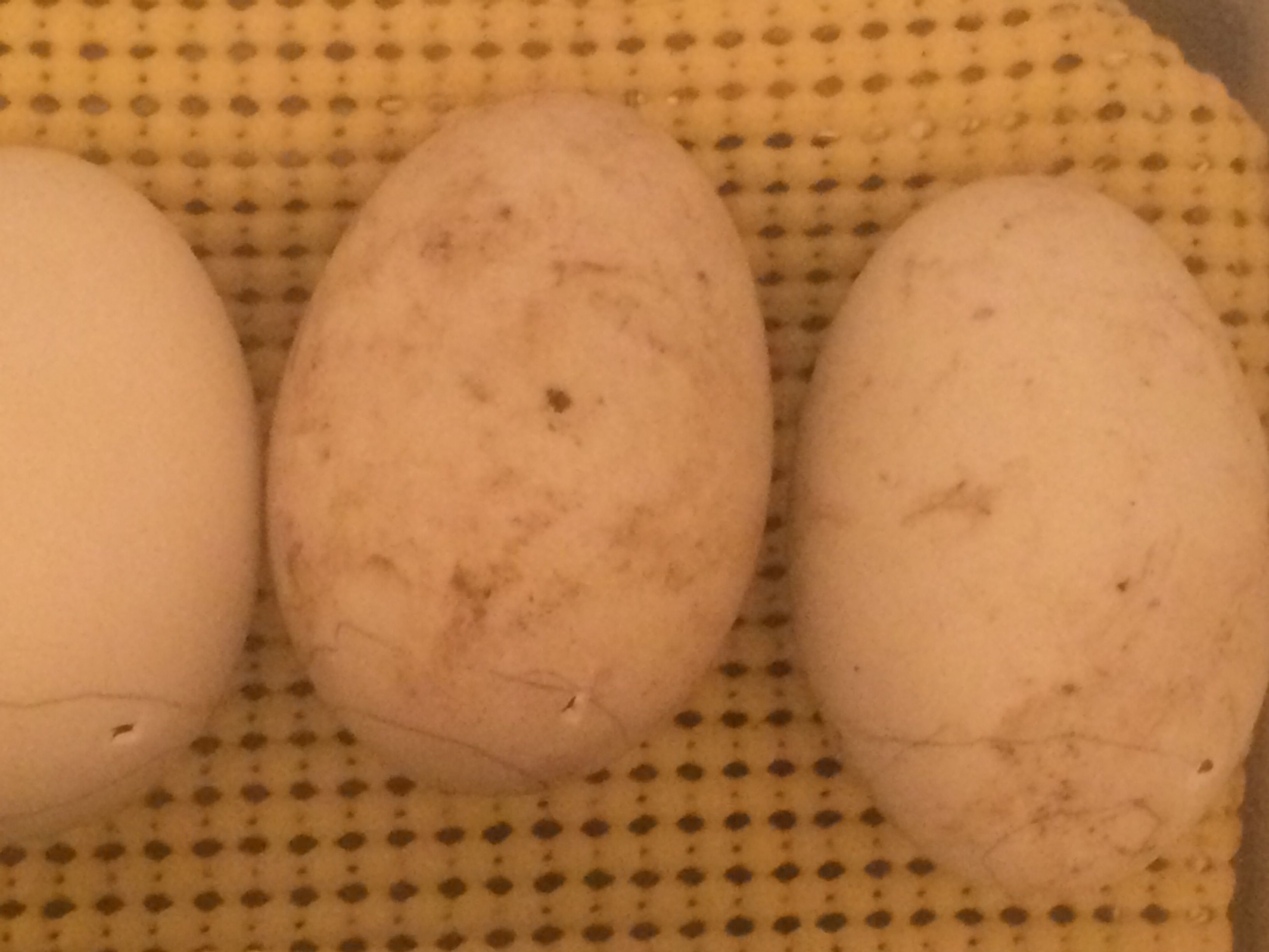 First duck egg incubation and hatch attempt day 29. All three with