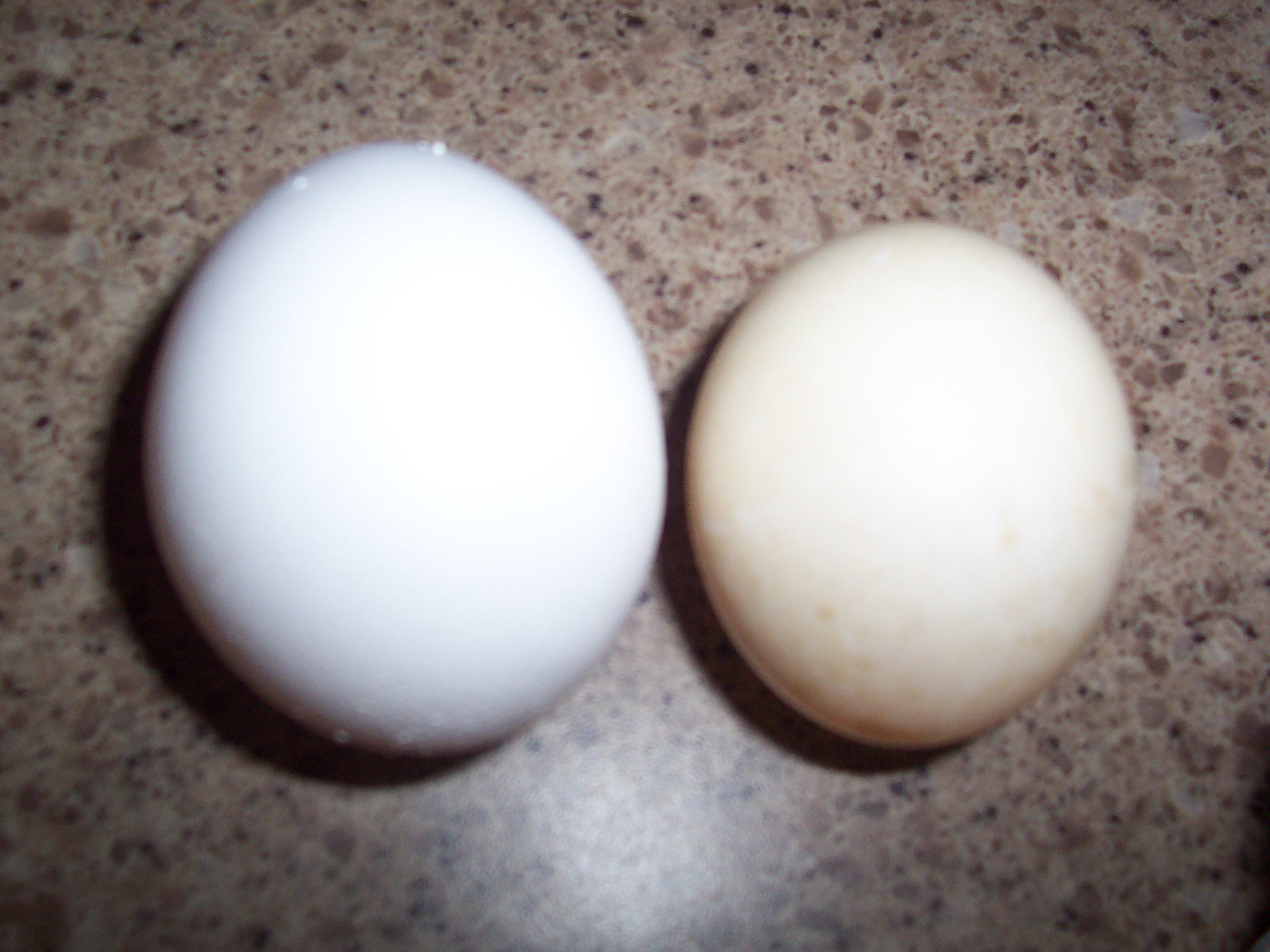 first duck egg on the right and huge leghorn on the left