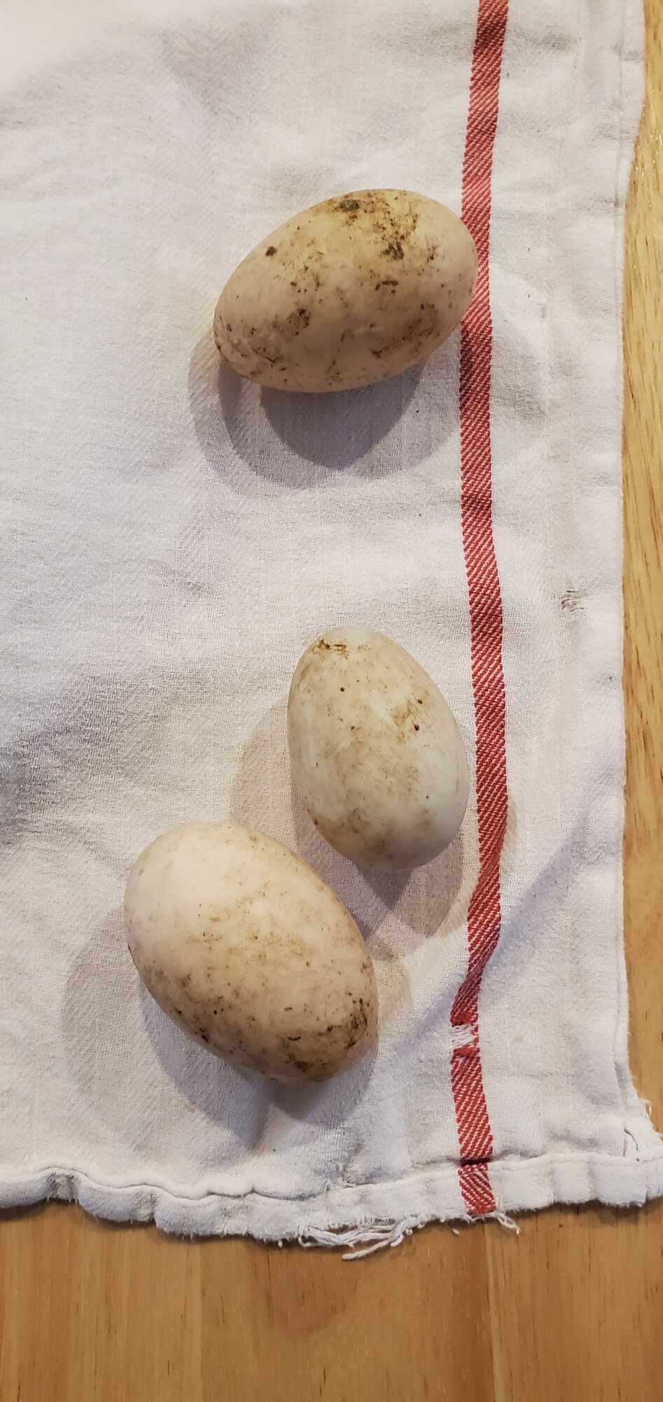 First duck eggs of 2024