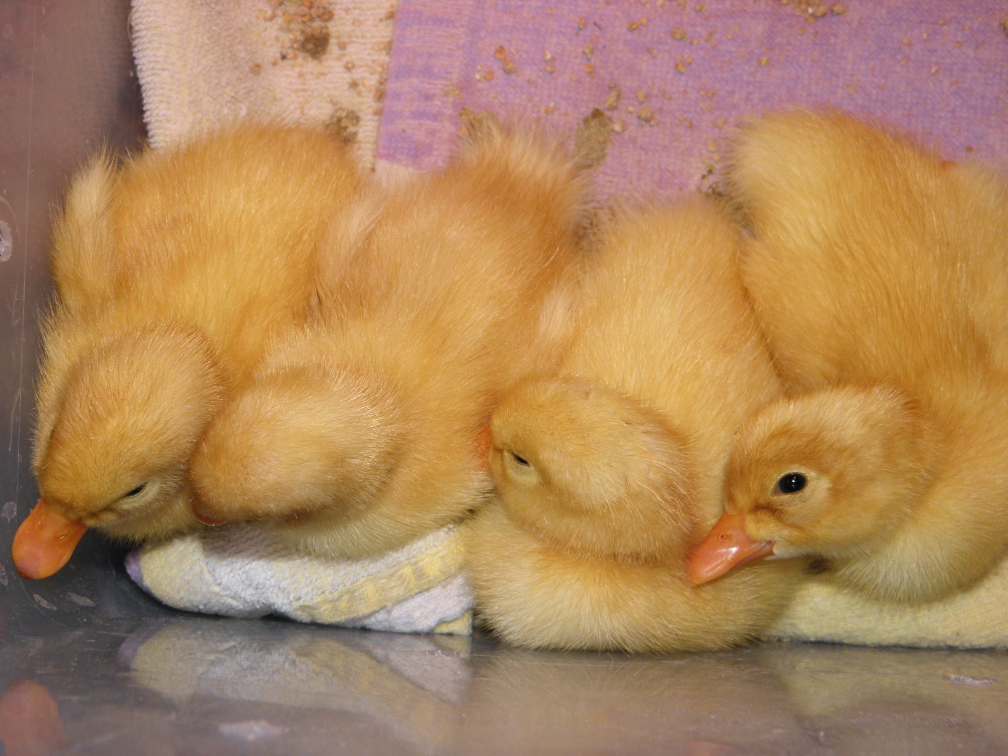 first ducks  I hatched ! these guys are to funny lol got the eggs from ebay  came from Kansas 6eggsgot 4 not bad for a stillair incubator