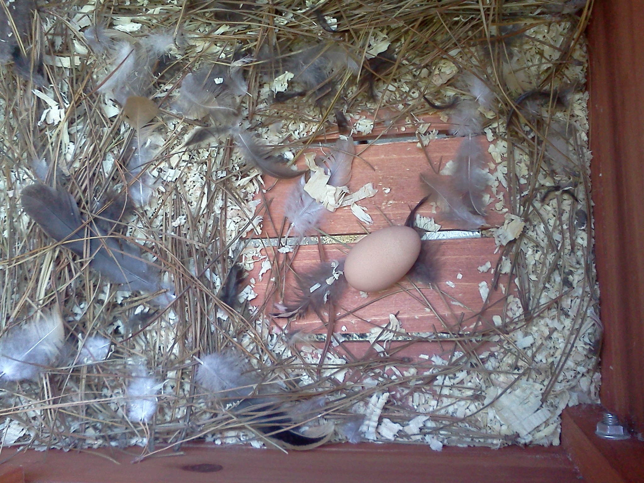 First egg!  17.9 weeks old.  buff brahma bantam.