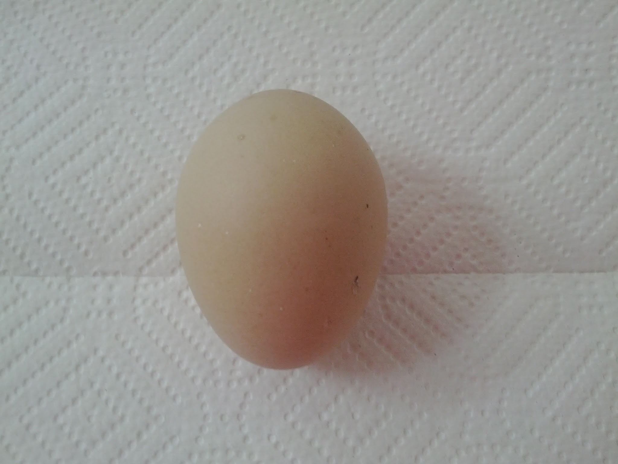 first egg 2012