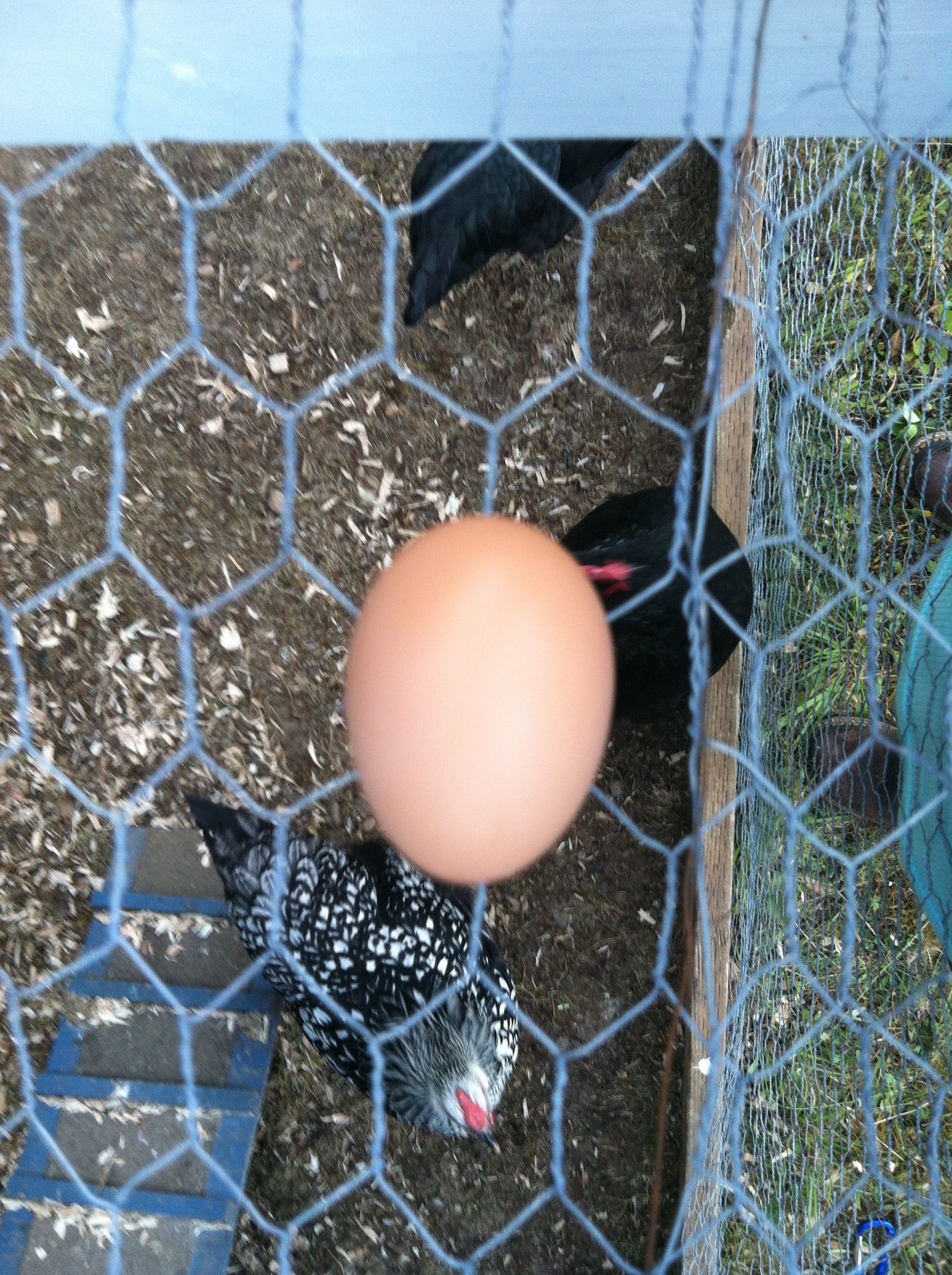 First egg! 7/31/2014