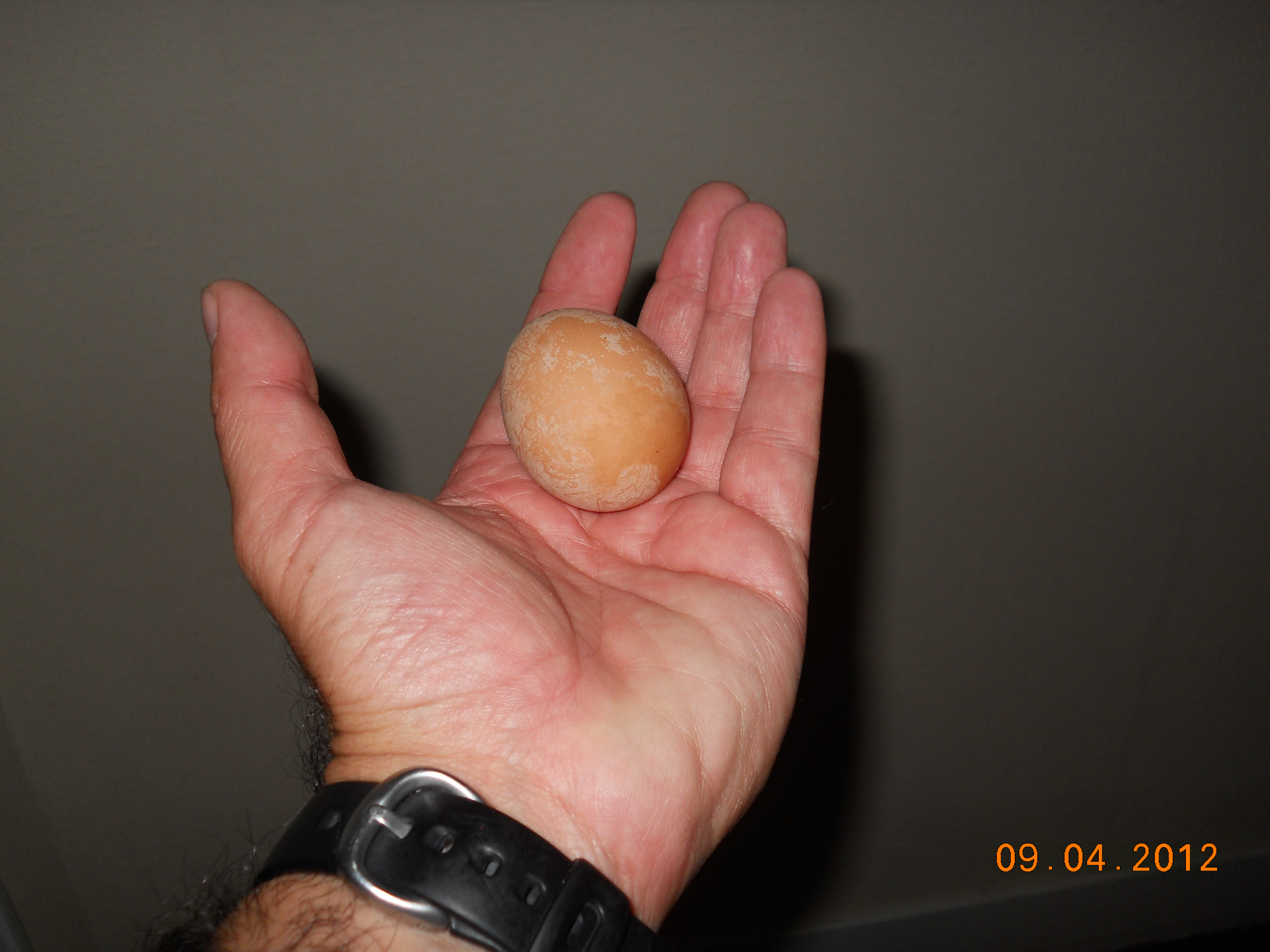 first egg!!9/4/2012