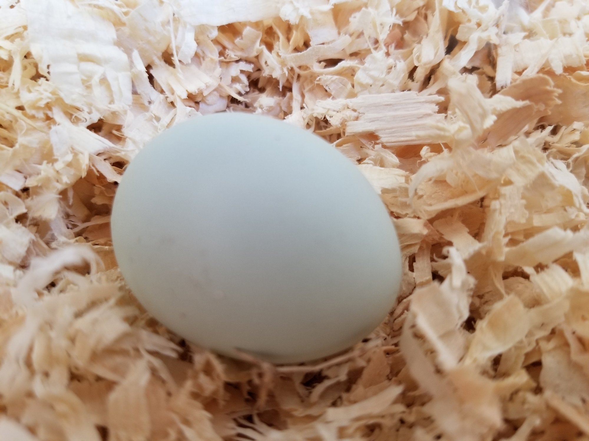 First Egg - Blondie