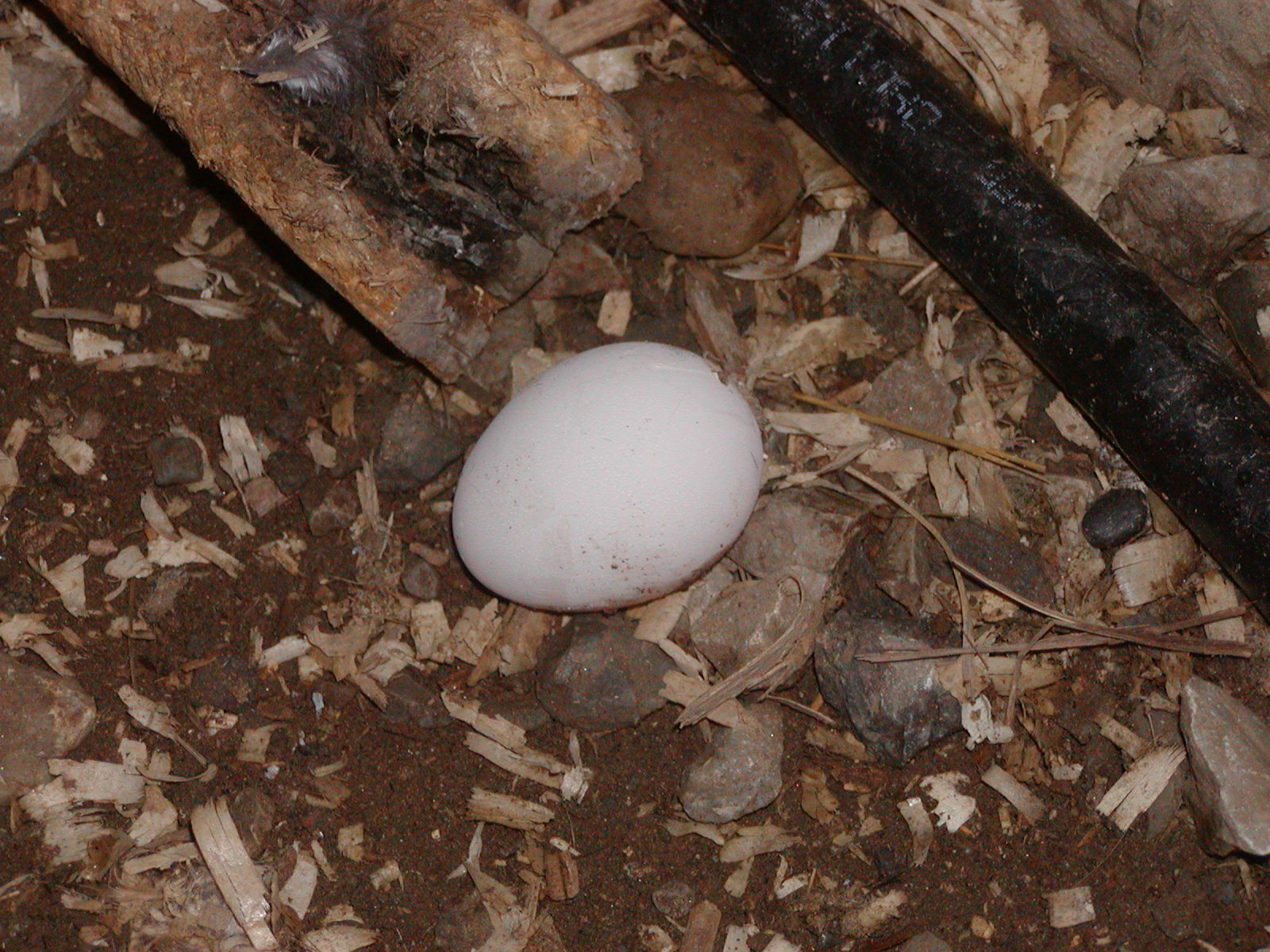 First egg closer still