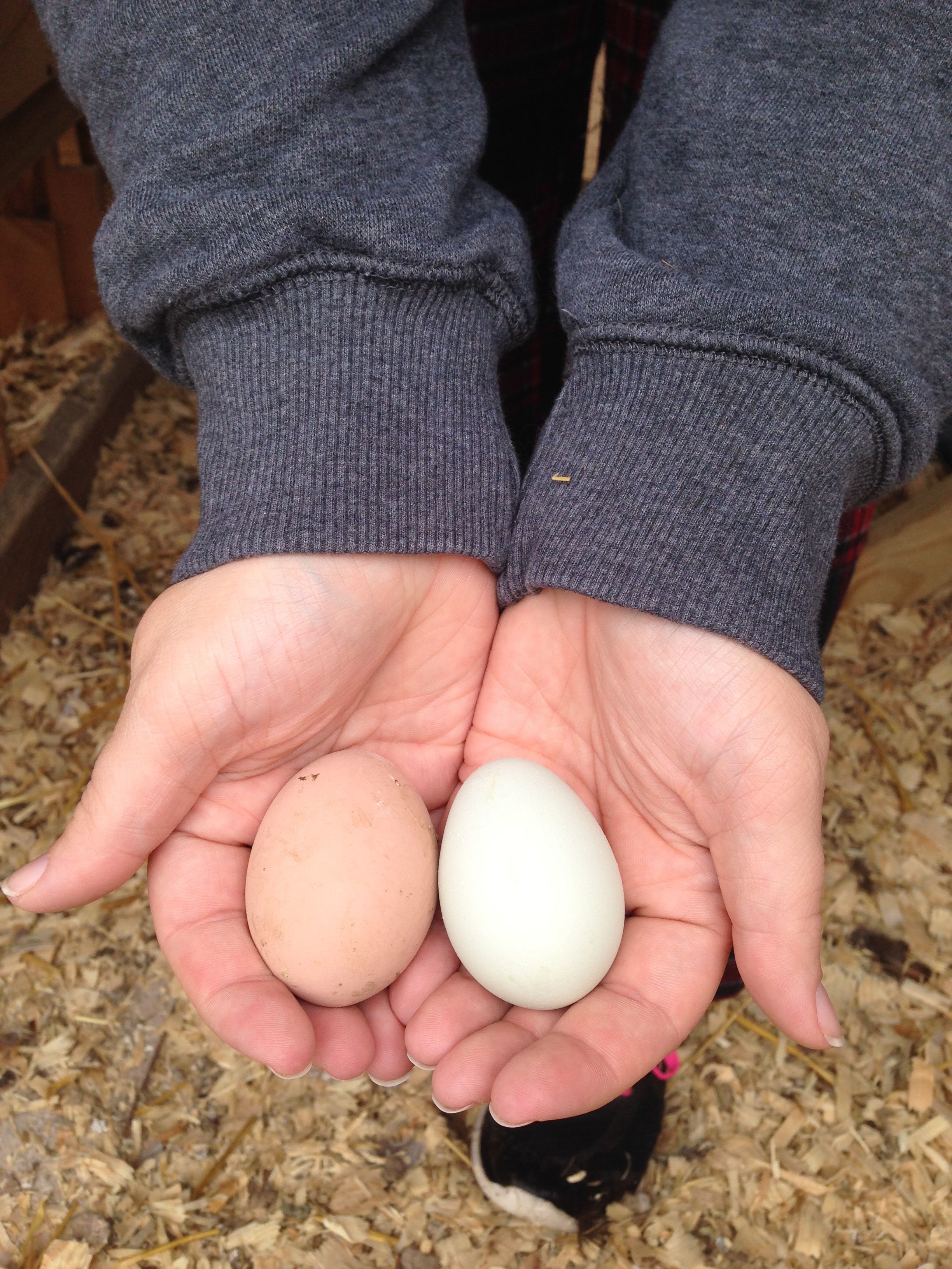 First egg compared to the decoy egg. Descent size!