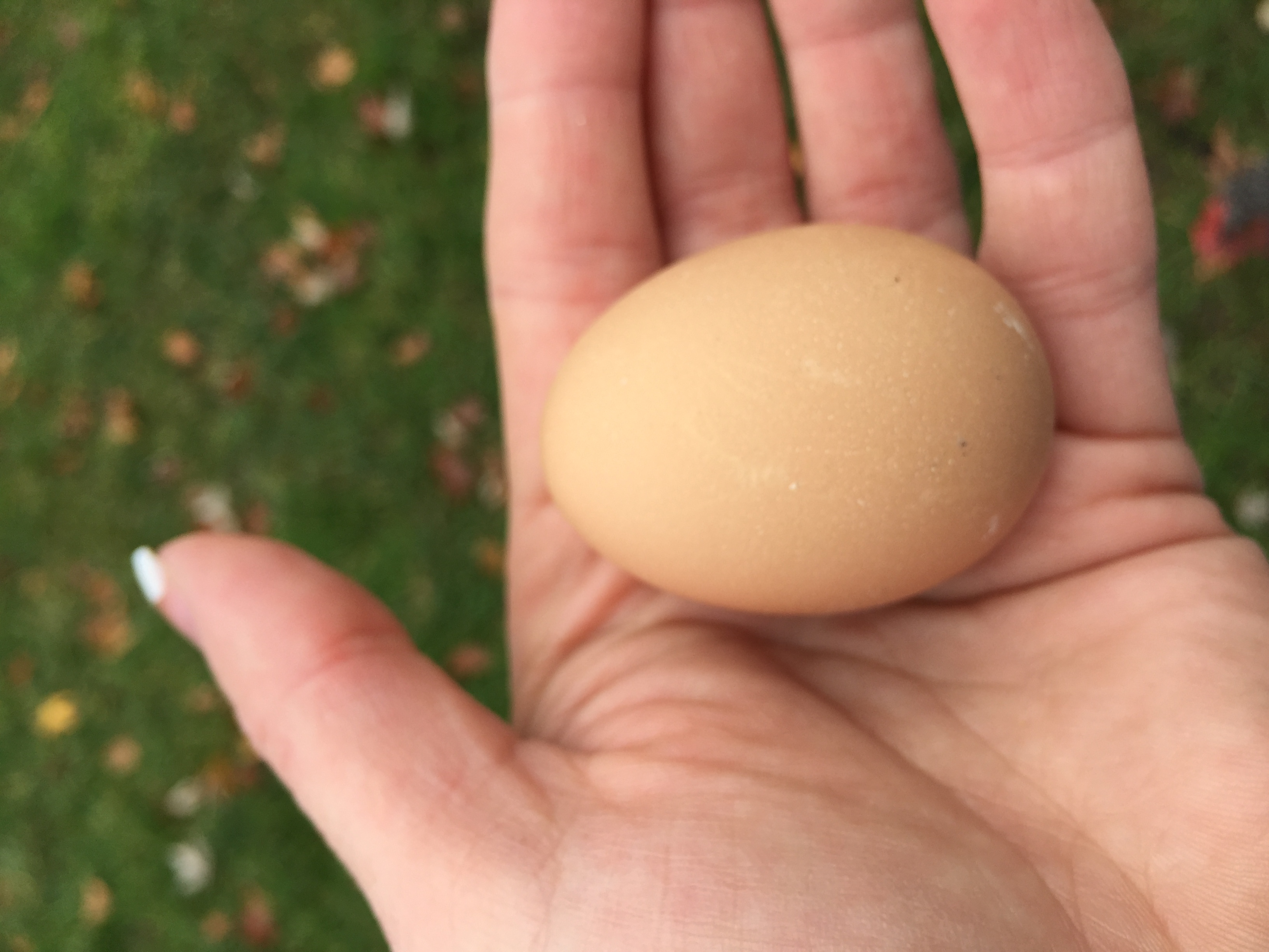 First egg!! Courtesy of Bling- our Golden Lace Wyandotte- age 23 weeks