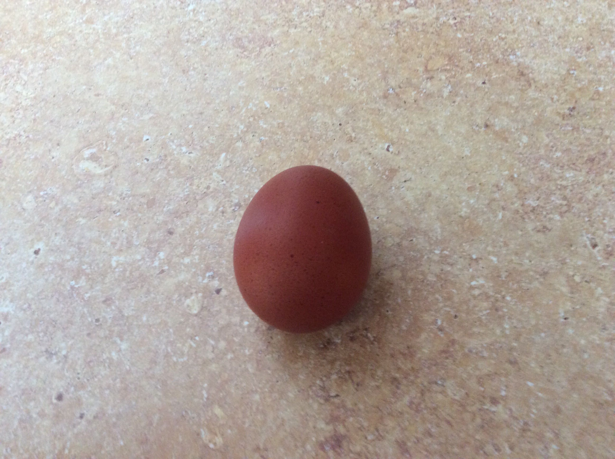 First egg from Blue Maran, Bluebelle, on September 13, 2014.