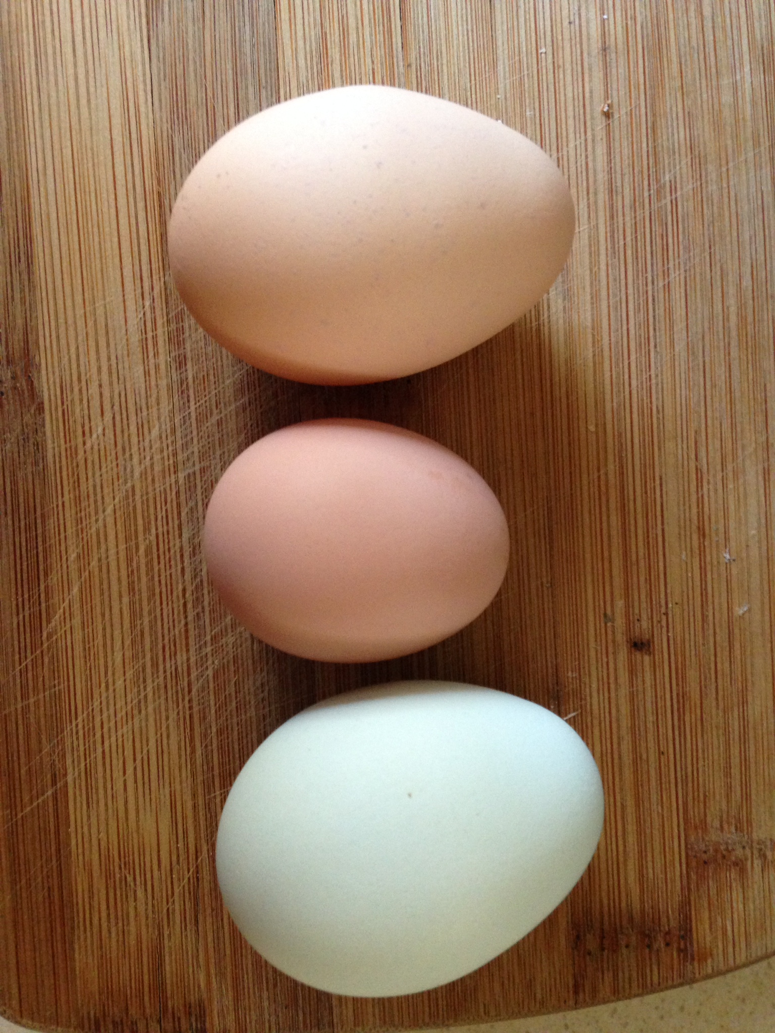 First egg from flock hatch from 04/29/15