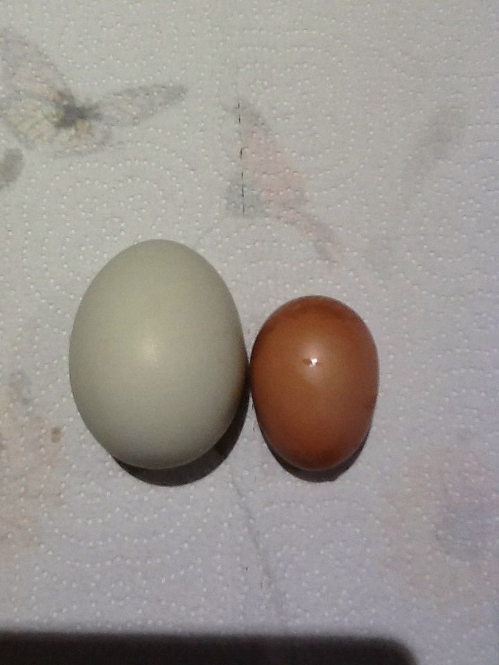 First egg from golden comet compared to EE egg