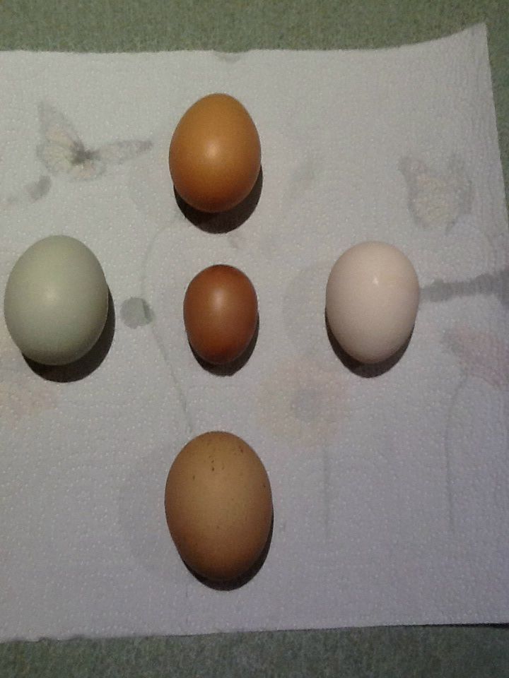 First egg from golden comet (in center) compared to other eggs