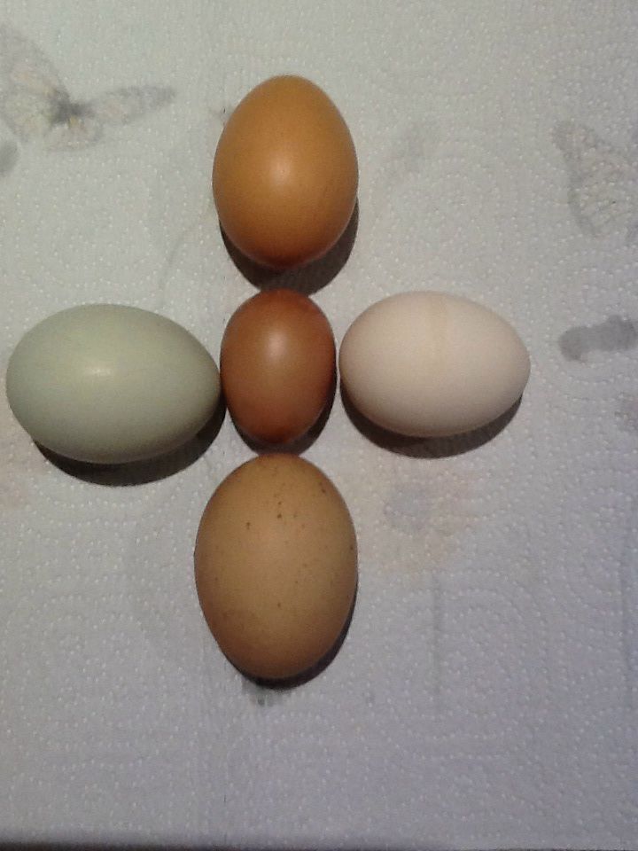 First egg from golden comet (in center) compared to other eggs