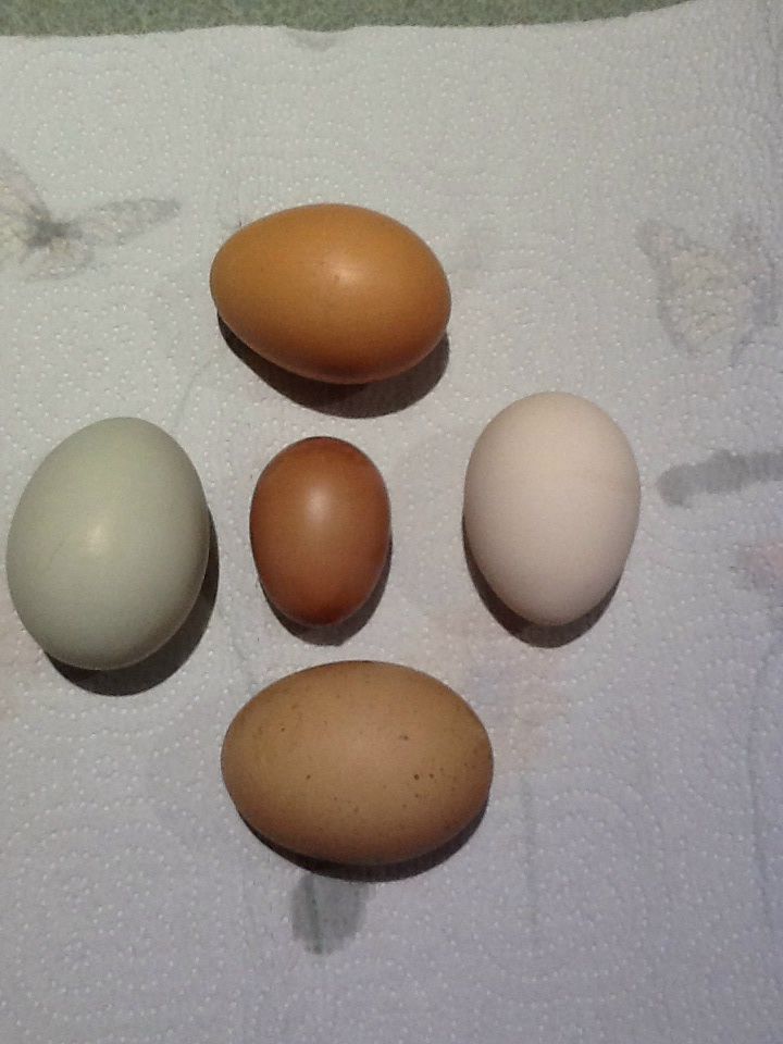 First egg from golden comet (in center) compared to other eggs