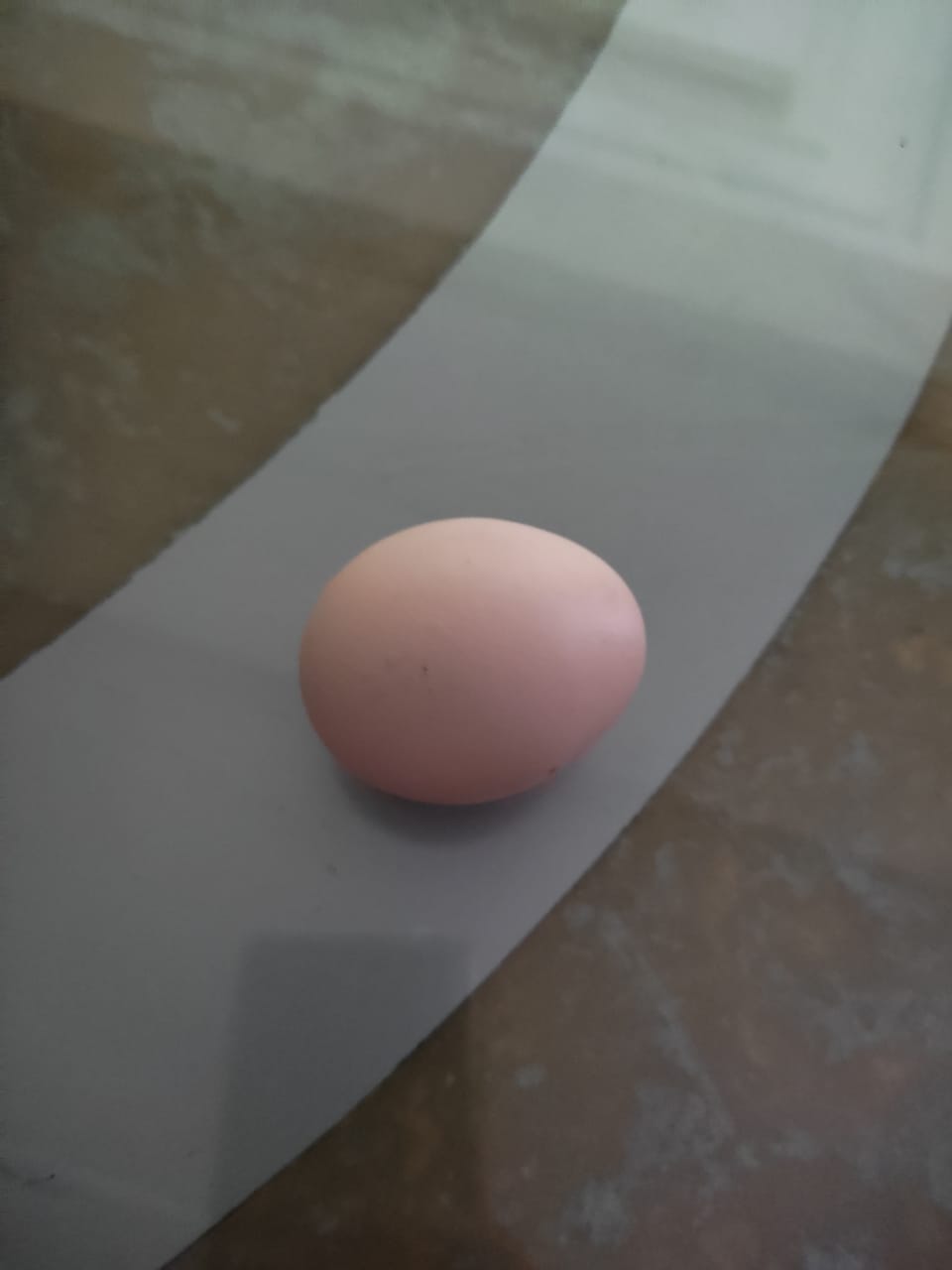First Egg from Hen