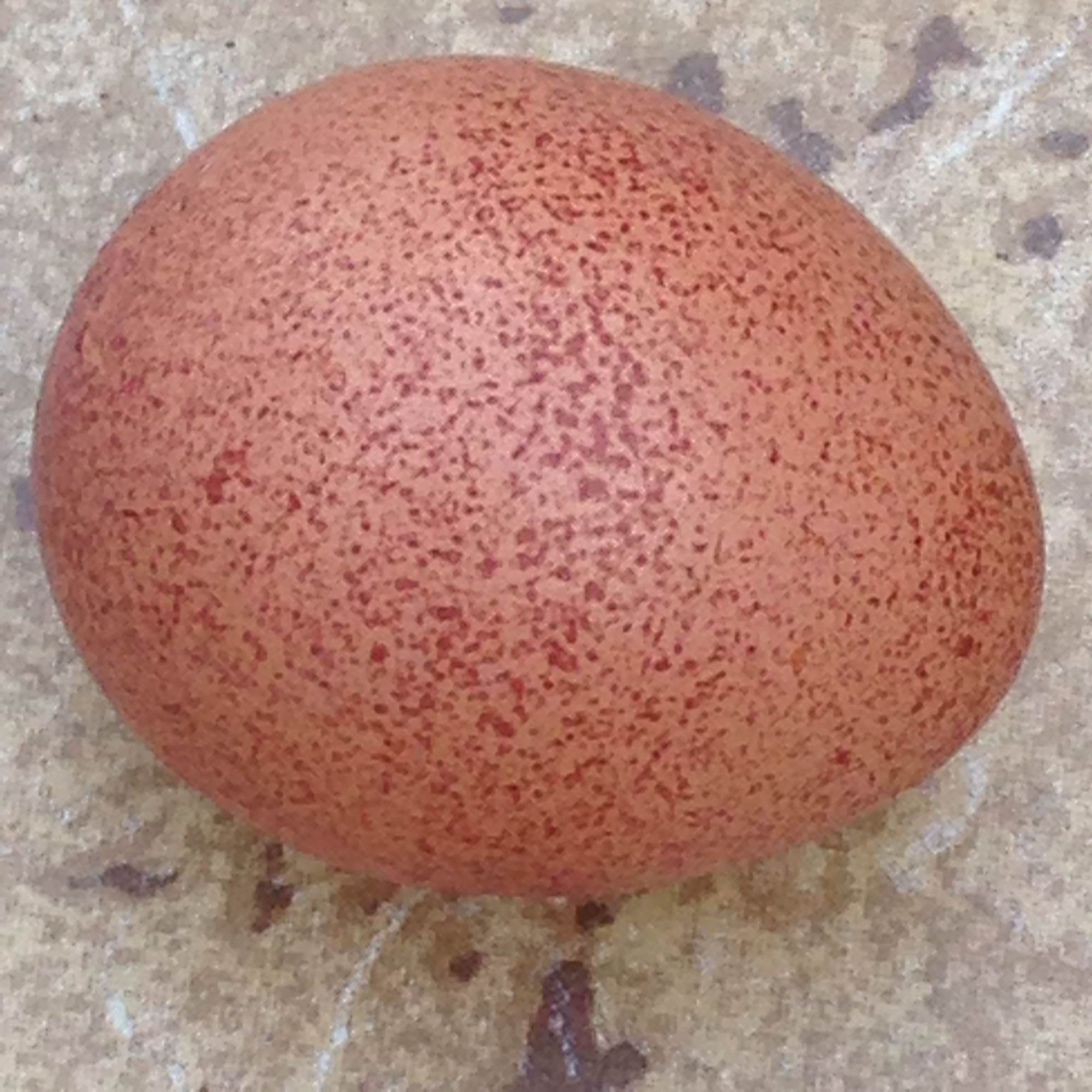 First egg from my new hens.