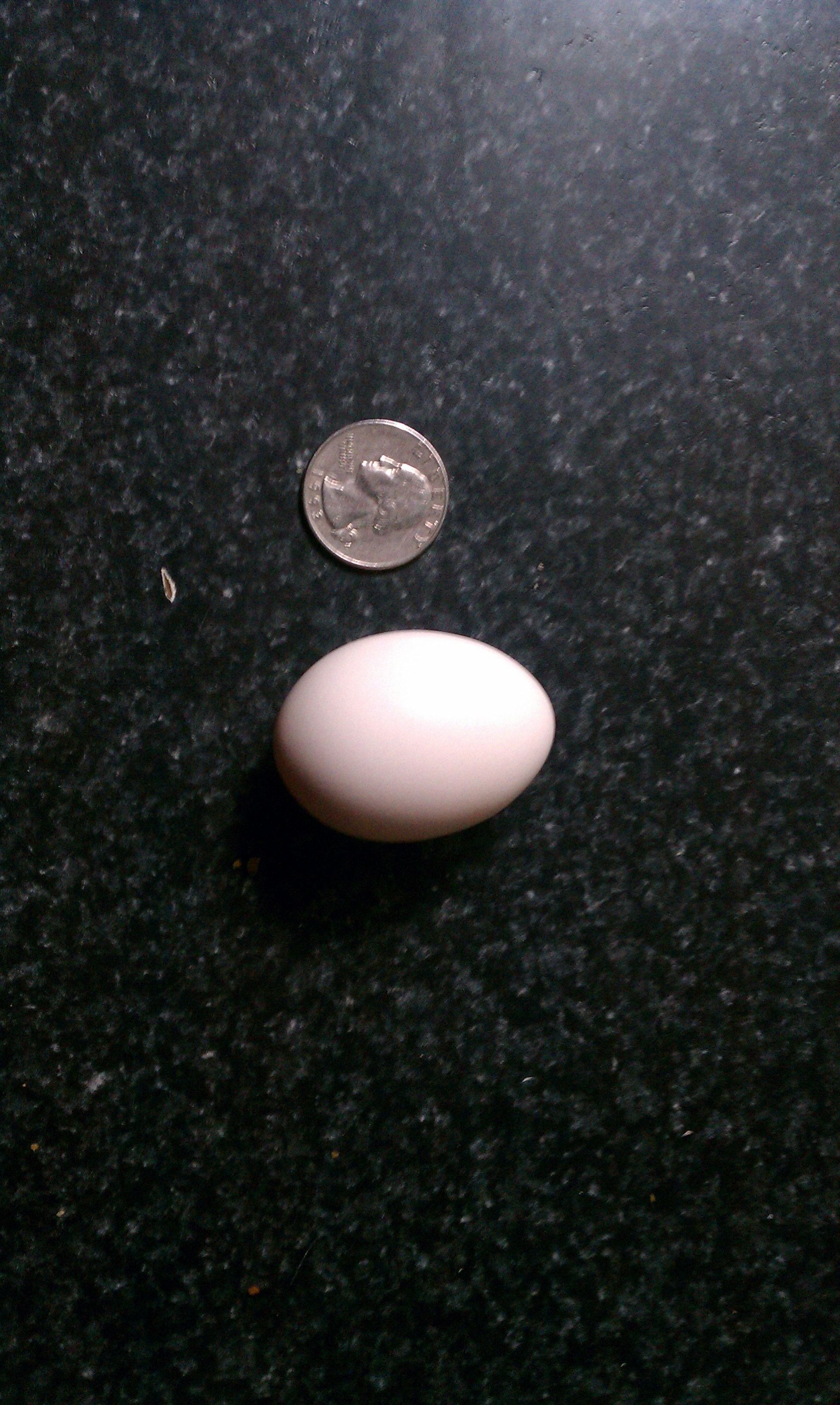 First egg from my splash oegb's!