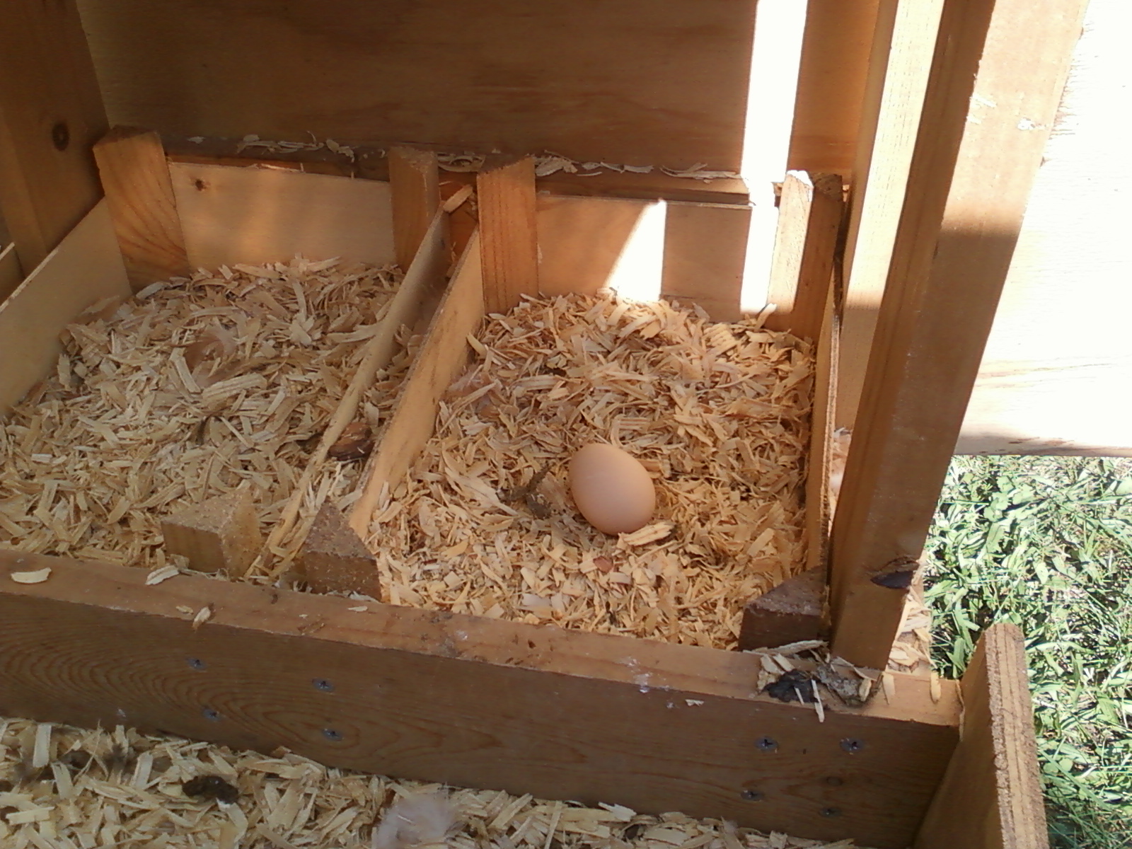 First egg from our newest flock: Prime suspect is Lucy, 18-week-old Red Sex Link. Egg size was small, but perfect!