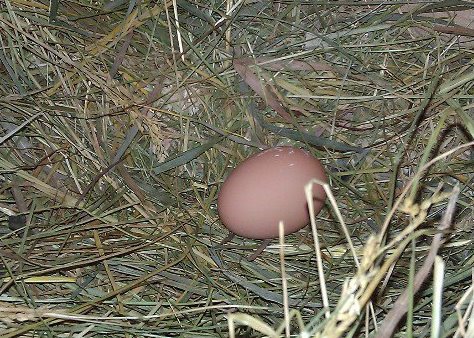 First egg in nest!