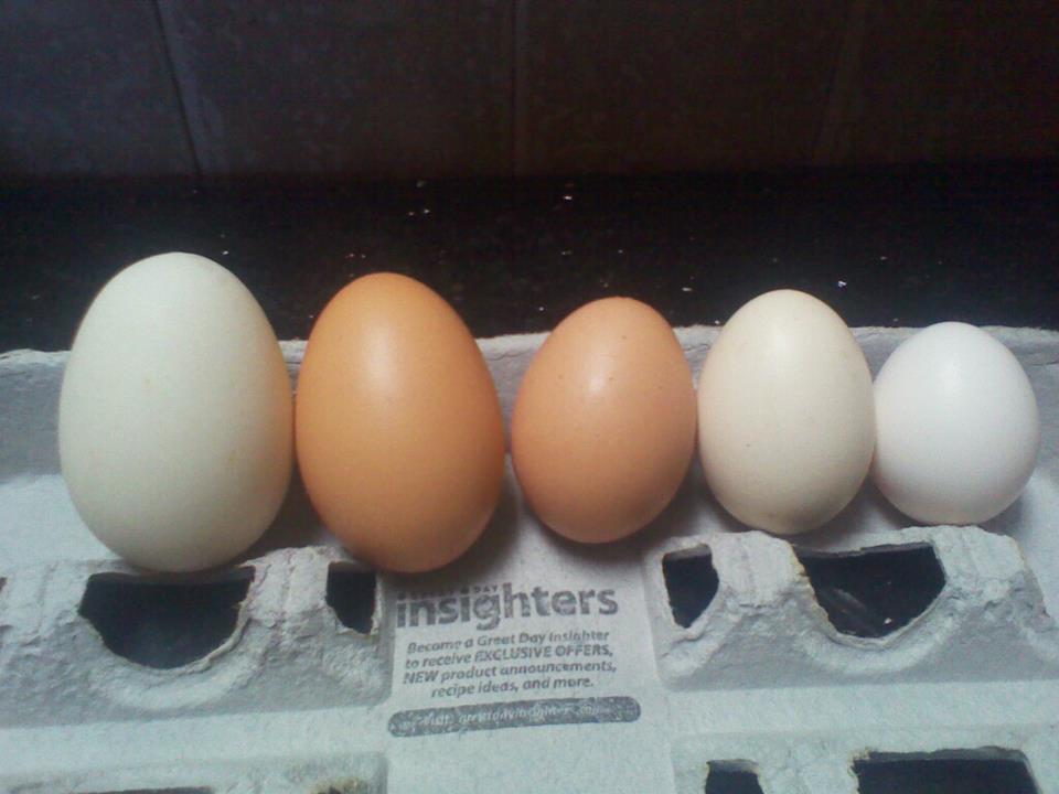 First egg is a duck egg the two brown are from the same hen on different days , the othere whits eggs are silkies