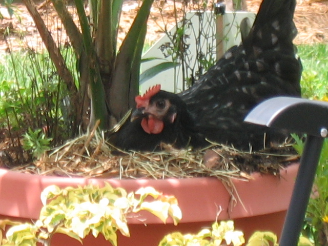 First egg..laid in a potted palm tree.