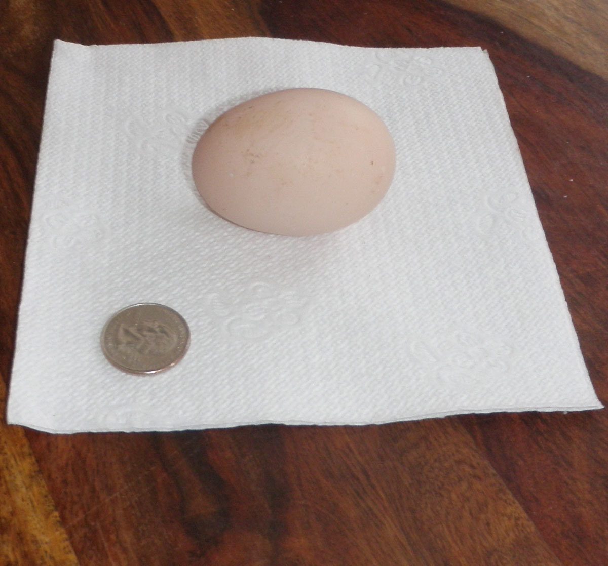 First egg of 2012 three weeks after adding 12 hours of artificial light