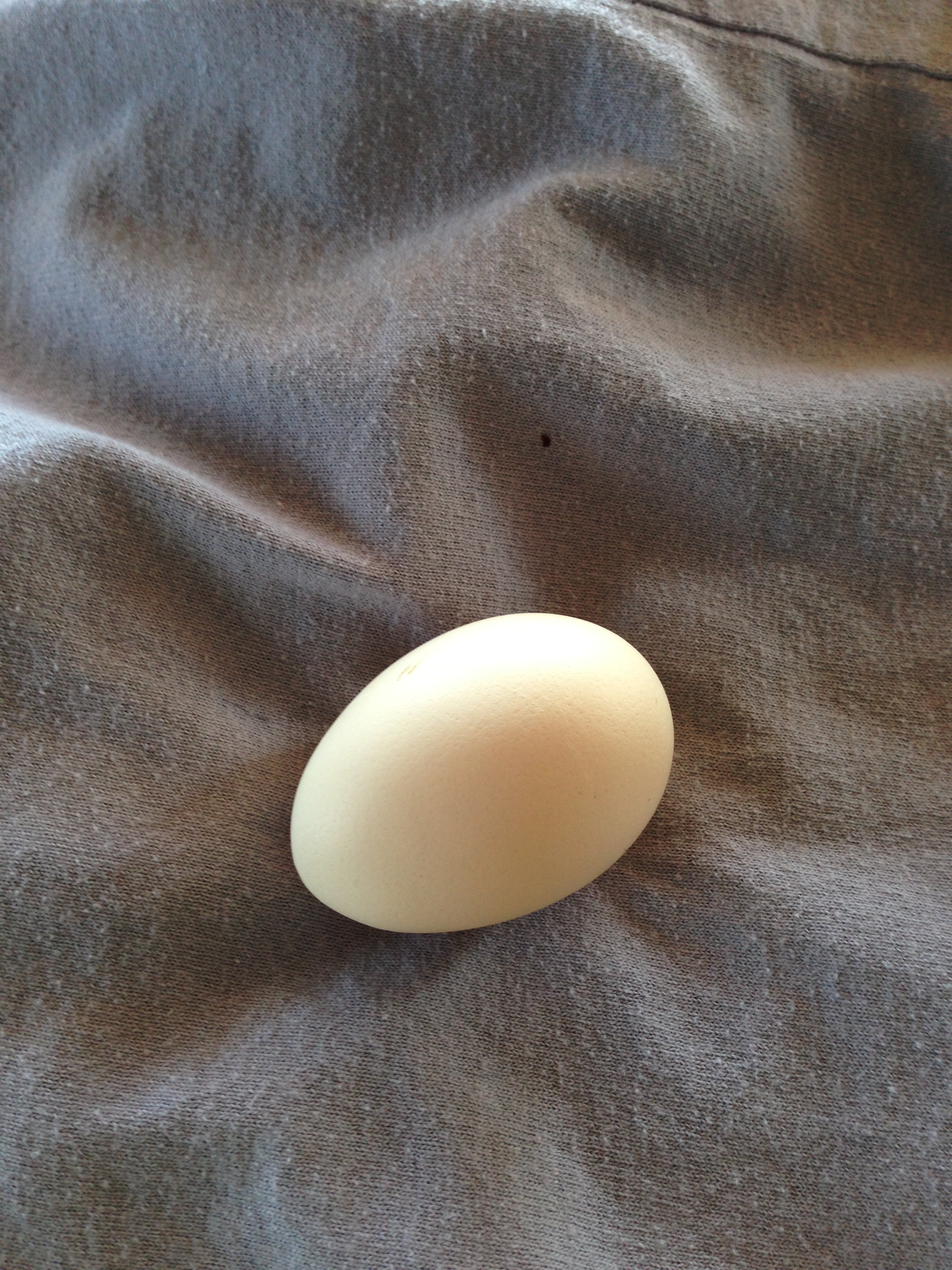 First egg of Mama White's since I brought her home!