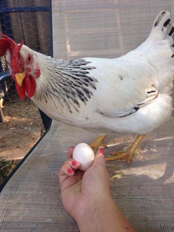 First egg!!! Sept 2014