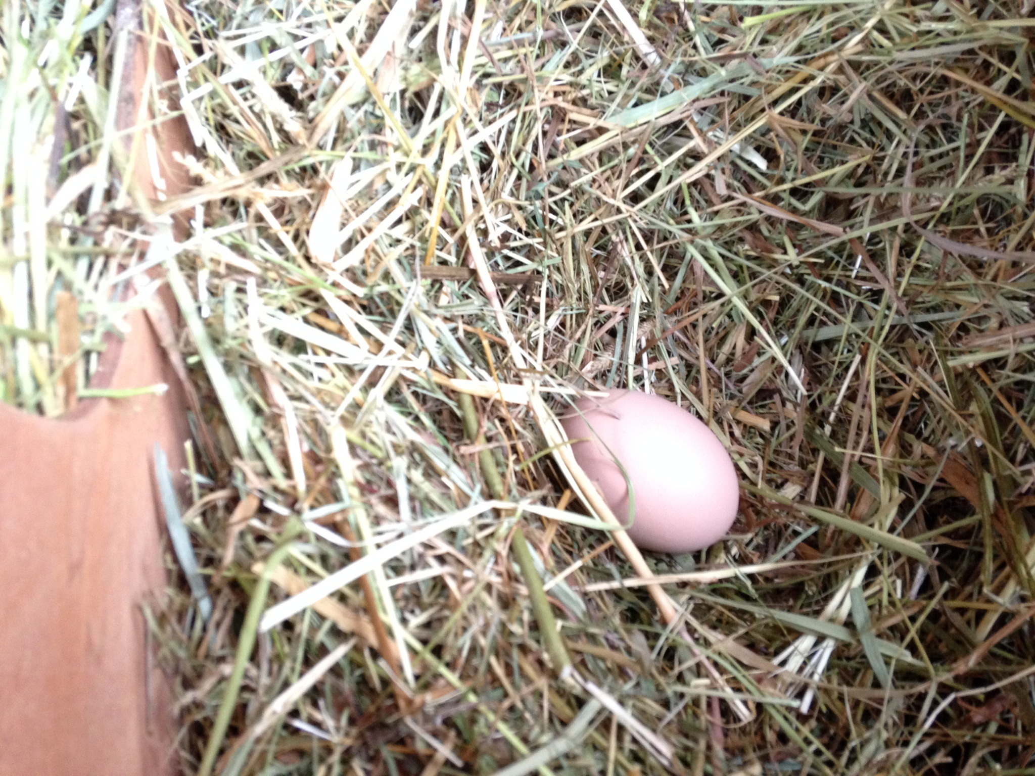 First egg September 1st