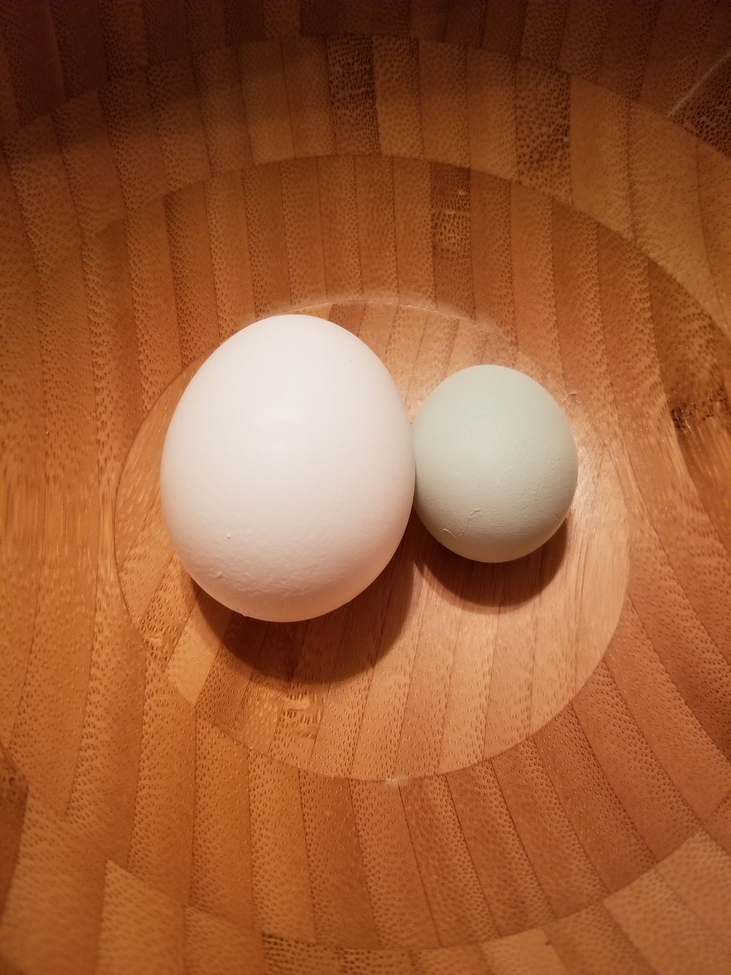 First Egg - Size Comparison