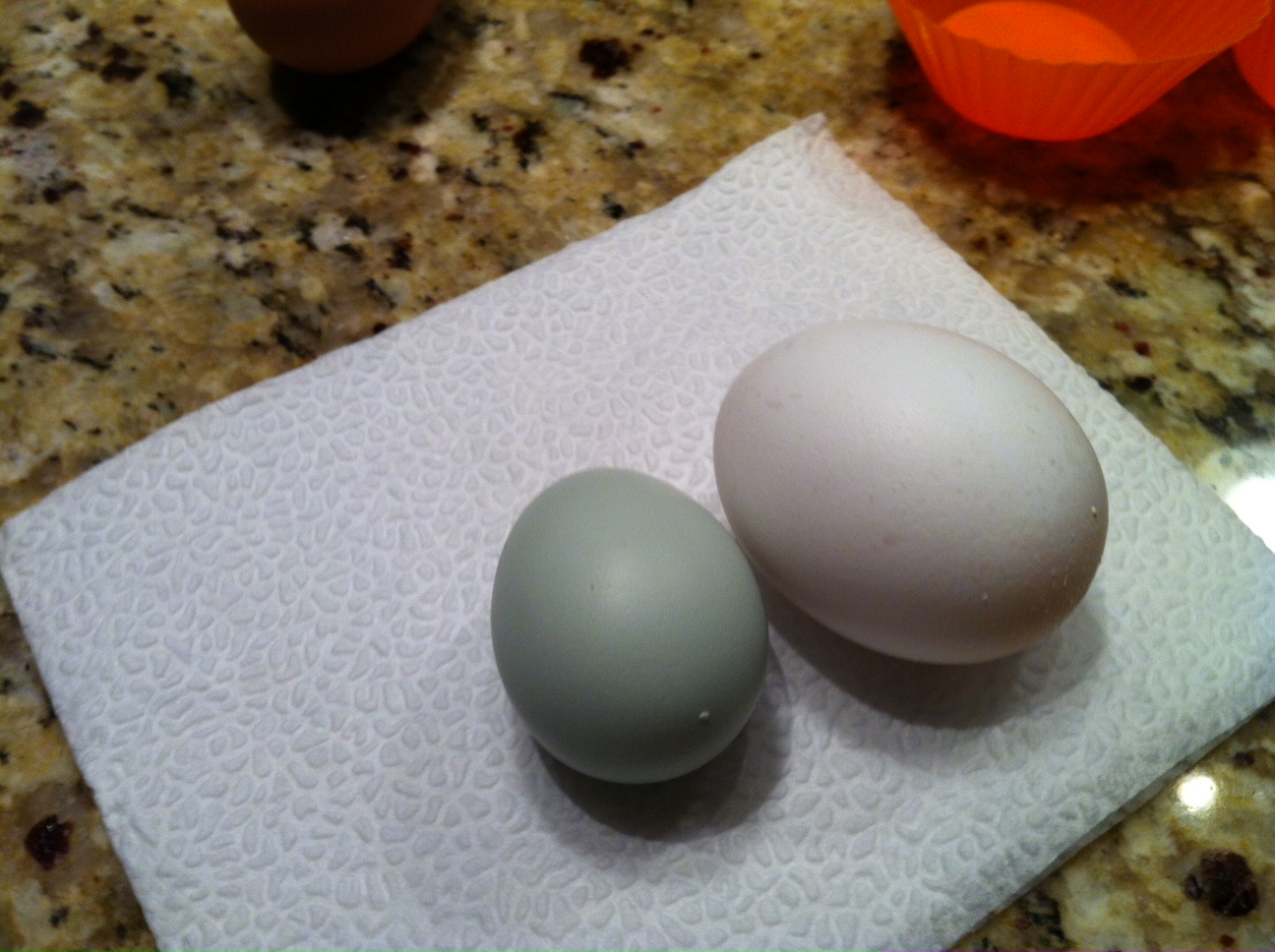 First egg! the little green one, laid by Juniper on 5-12-12
We were so surprised, as she was only seventeen weeks old, possibly eighteen.