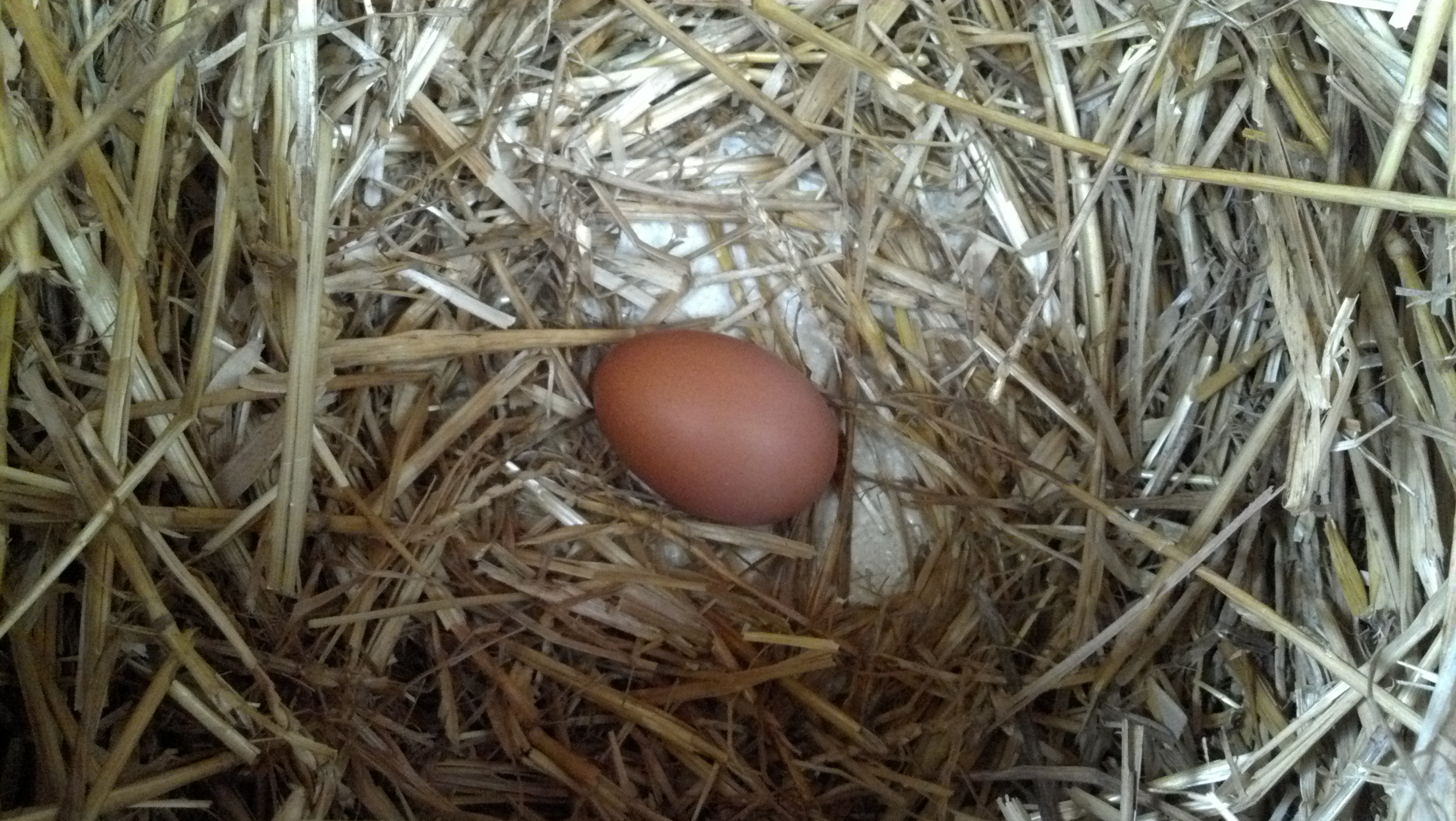 First egg the same day all the chicks were moved.