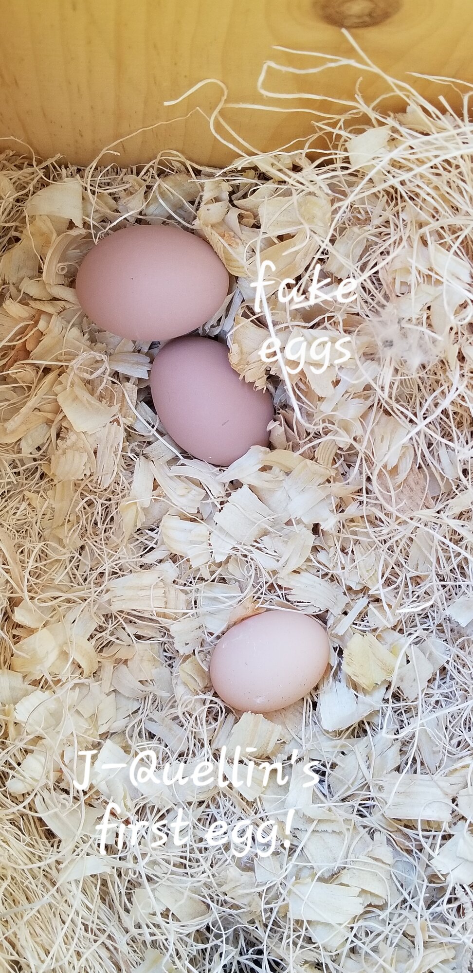 First egg too