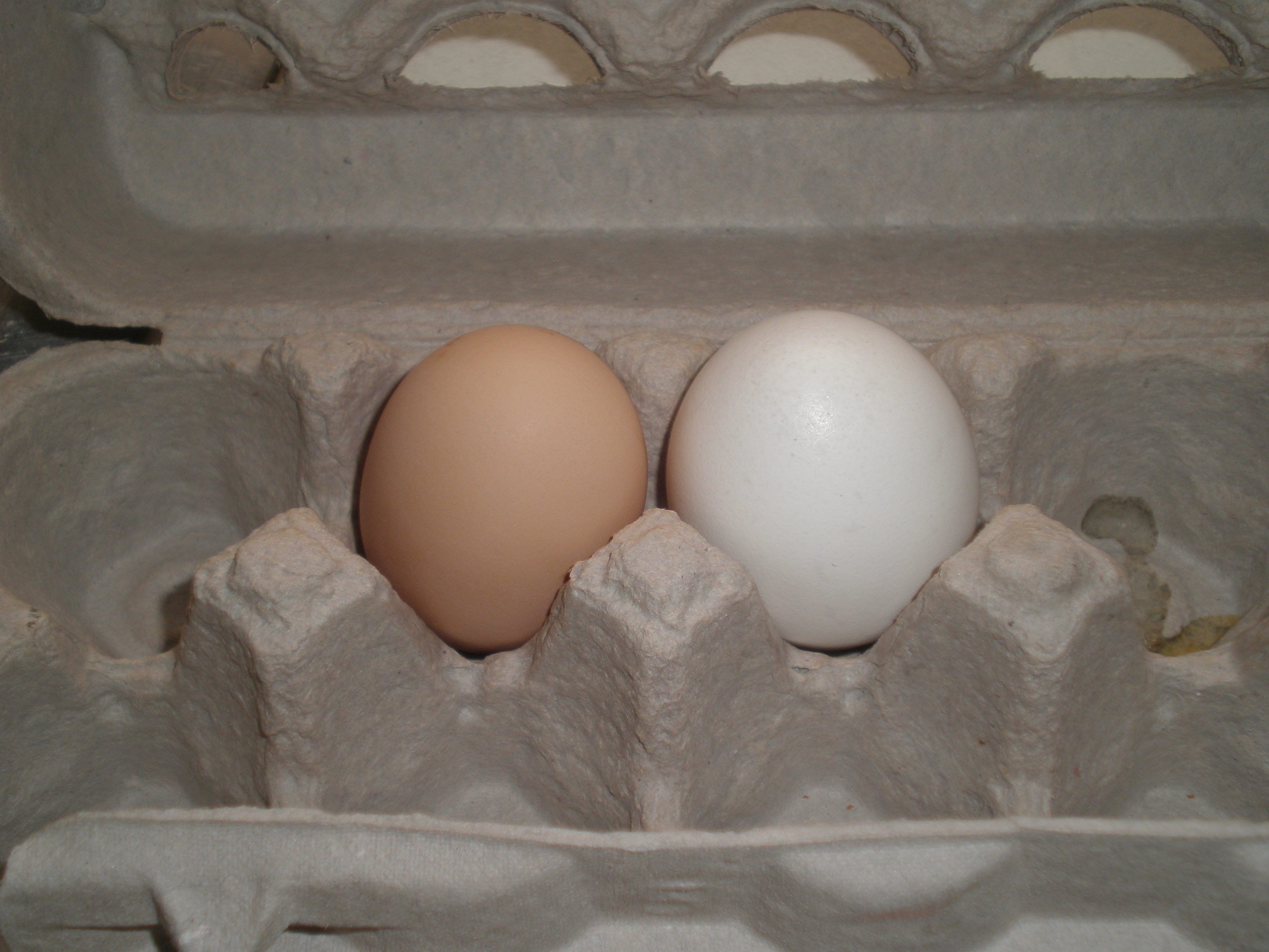 First Egg v. store bought - 7/27/13