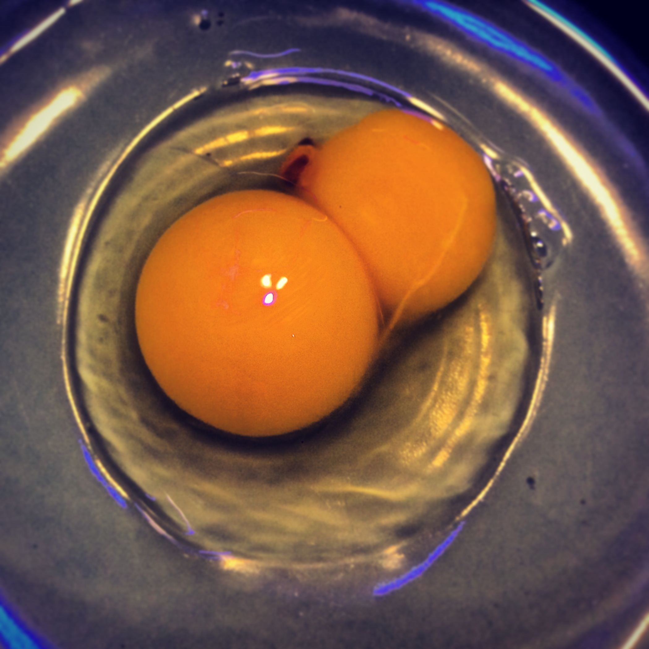 First Egg was a double yolk! How Lucky!