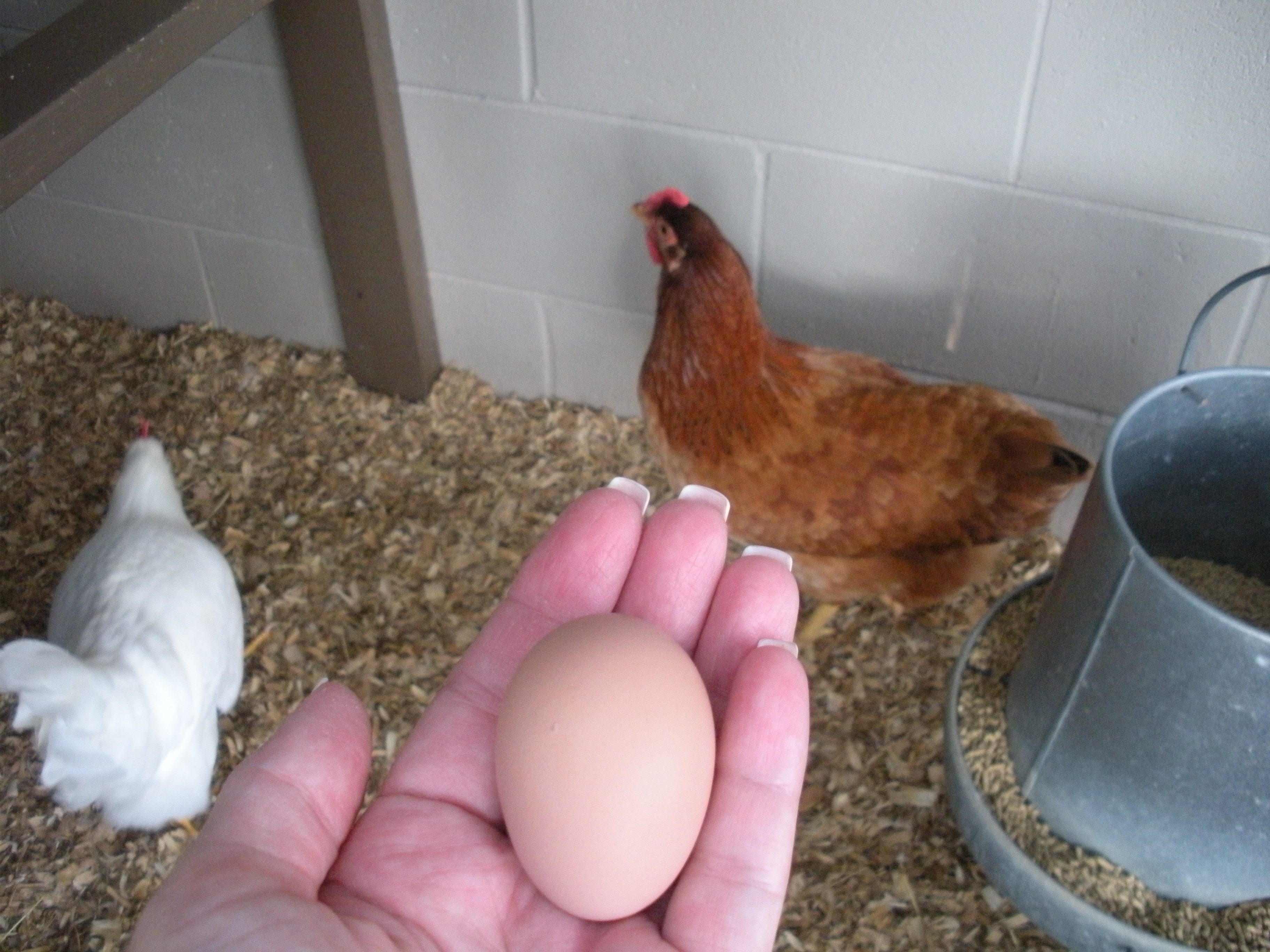 First Egg!
