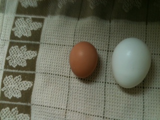 first egg