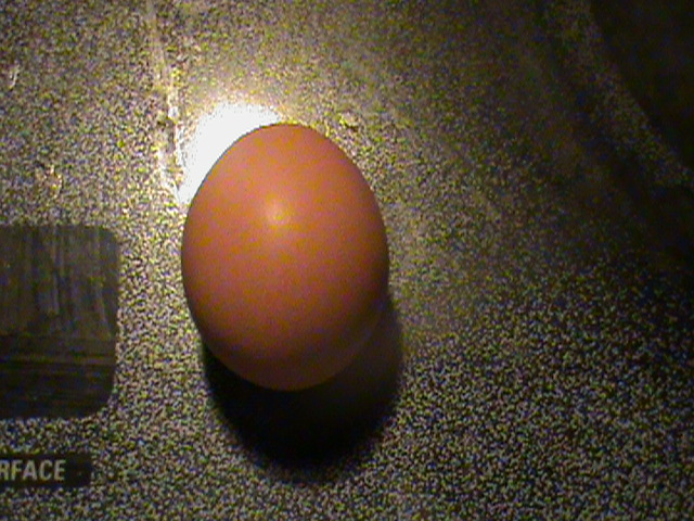 First Egg