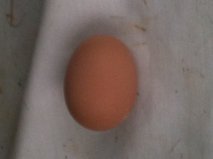 First egg