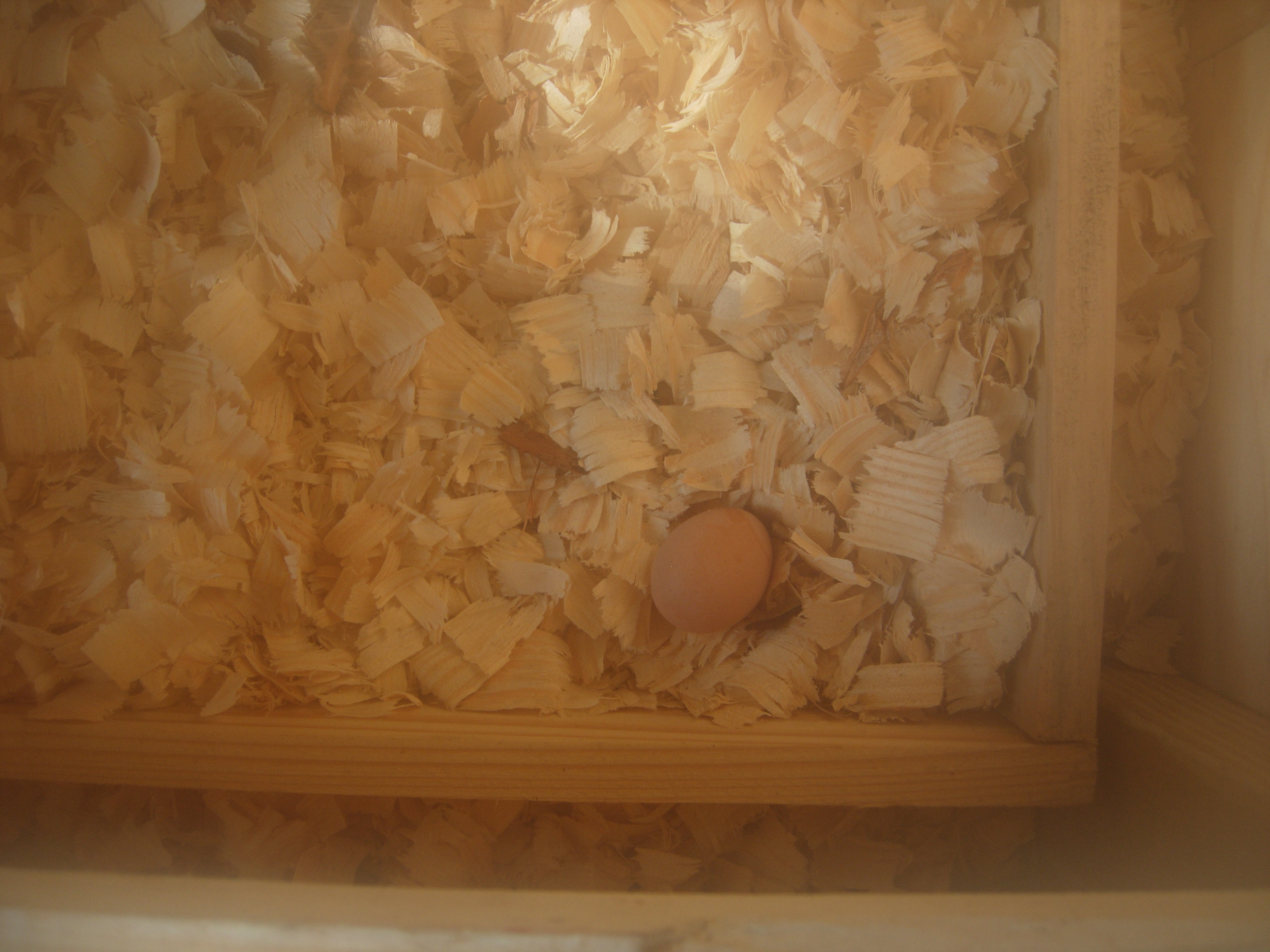 First Egg!